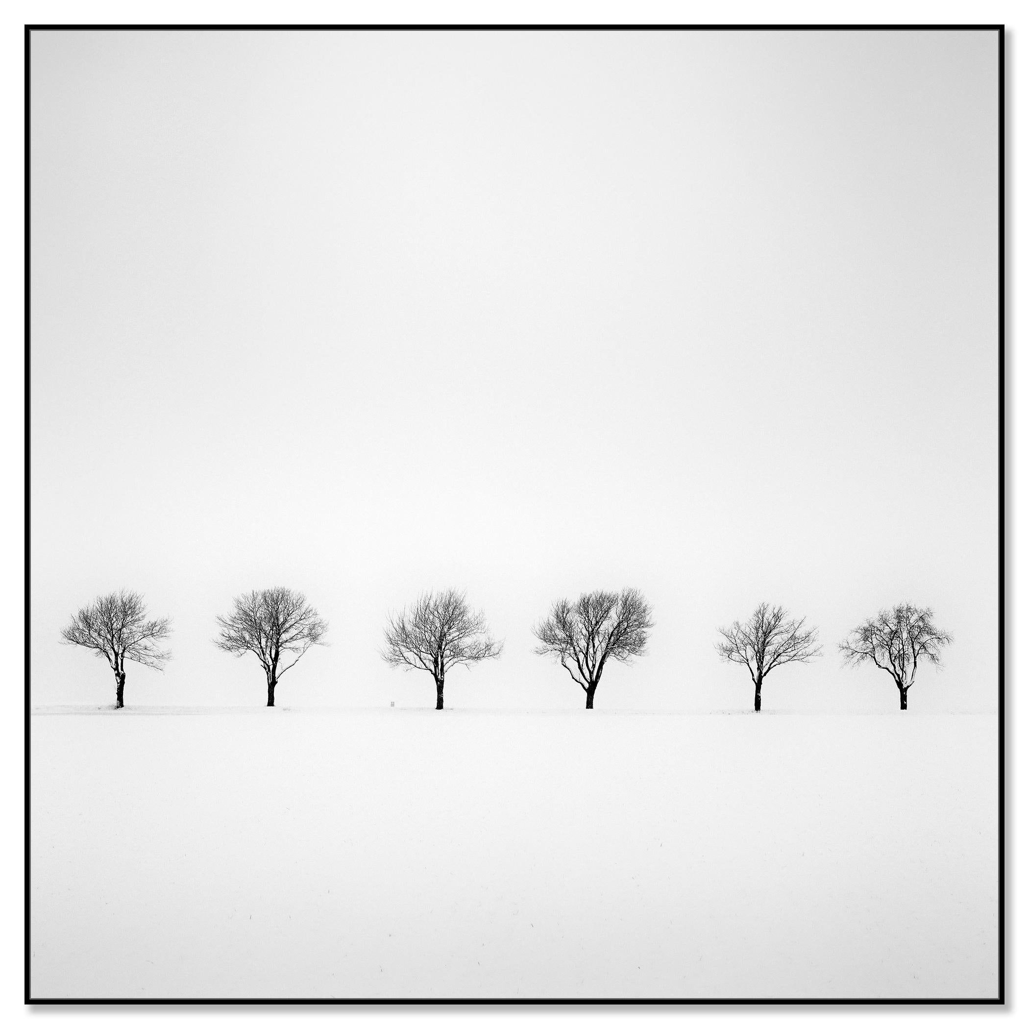 Trees in snowy Field minimlist nature tree limited edition - Photograph by Gerald Berghammer
