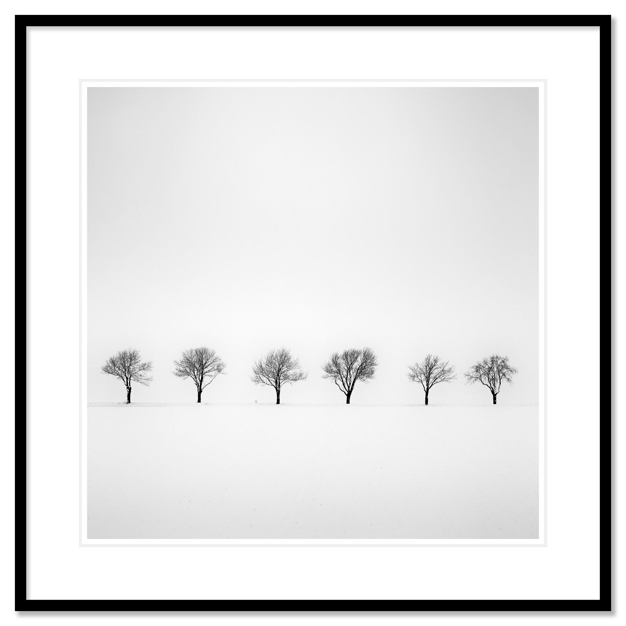 Trees in snowy Field minimlist nature tree limited edition - Contemporary Photograph by Gerald Berghammer