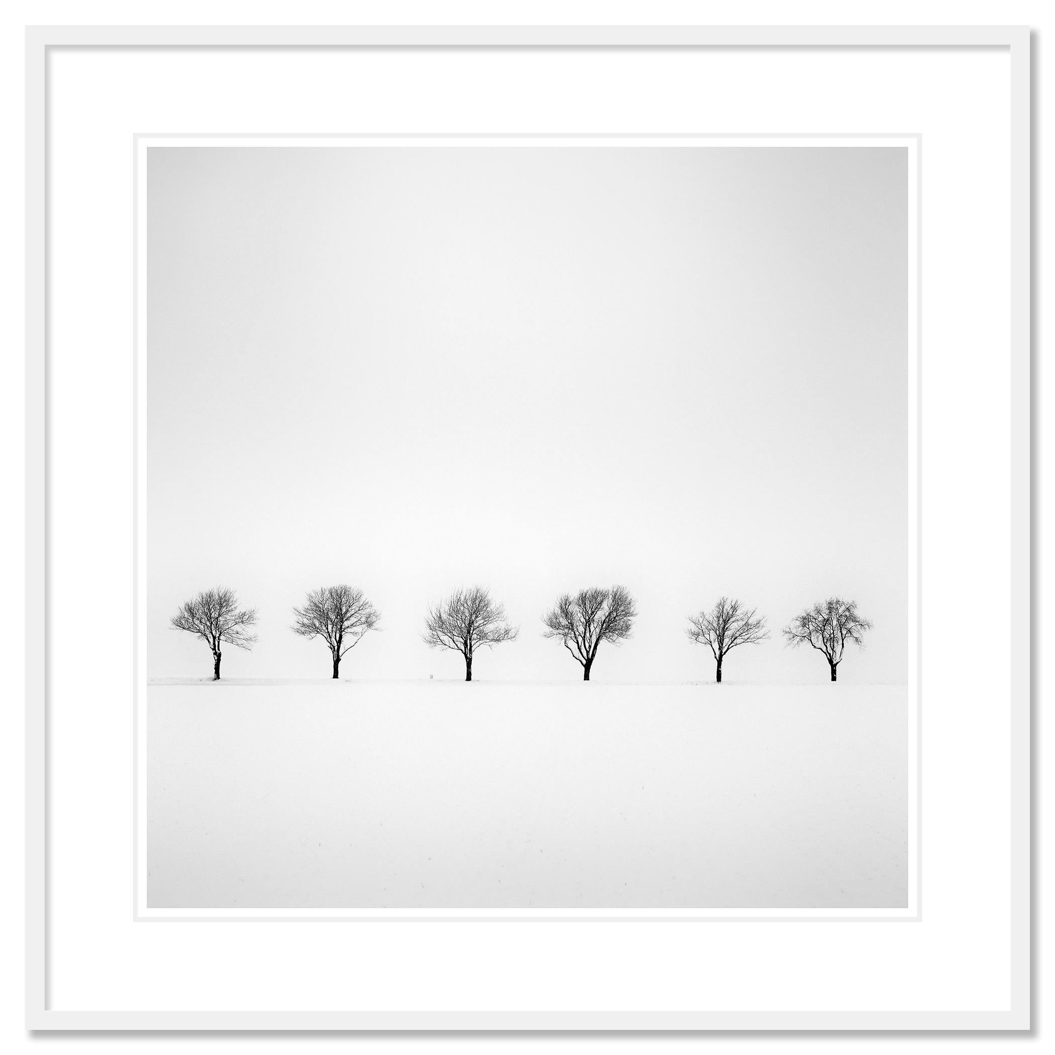 Trees in snowy Field minimlist nature tree limited edition - Gray Black and White Photograph by Gerald Berghammer