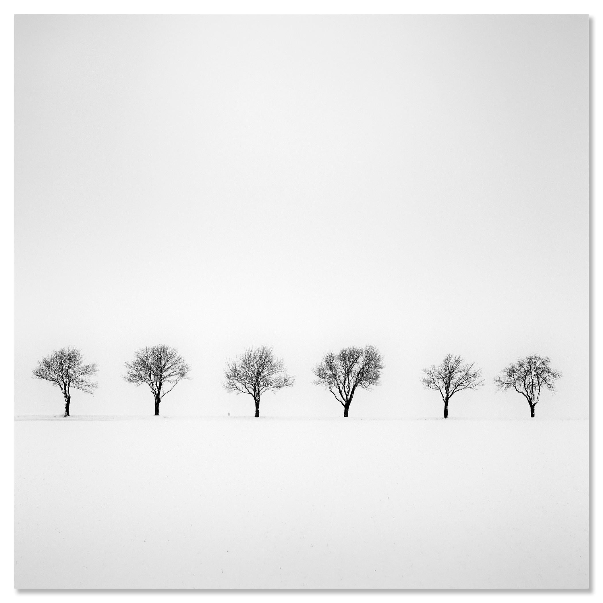 Trees in snowy Field minimlist nature tree limited edition For Sale 1