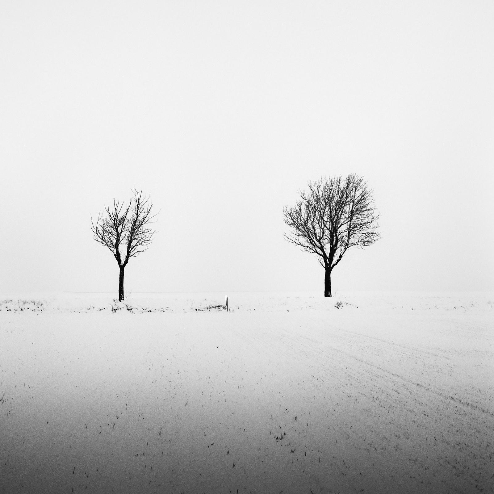 Arbres dans un champ enneigé, art minimal, photographie en noir et blanc, paysage en vente 5