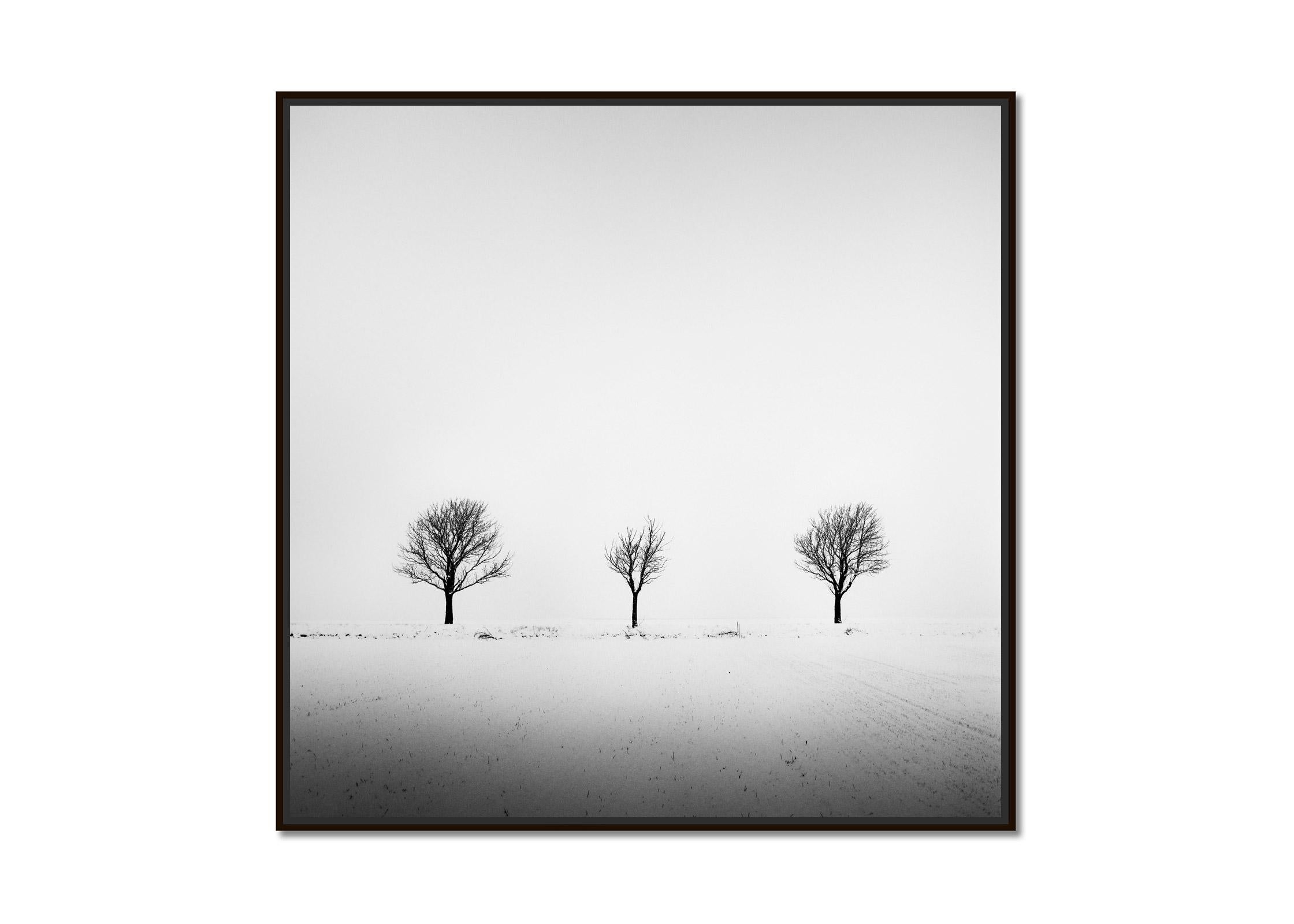 Trees in snowy Field, minimal art, black and white photography, landscape - Photograph by Gerald Berghammer