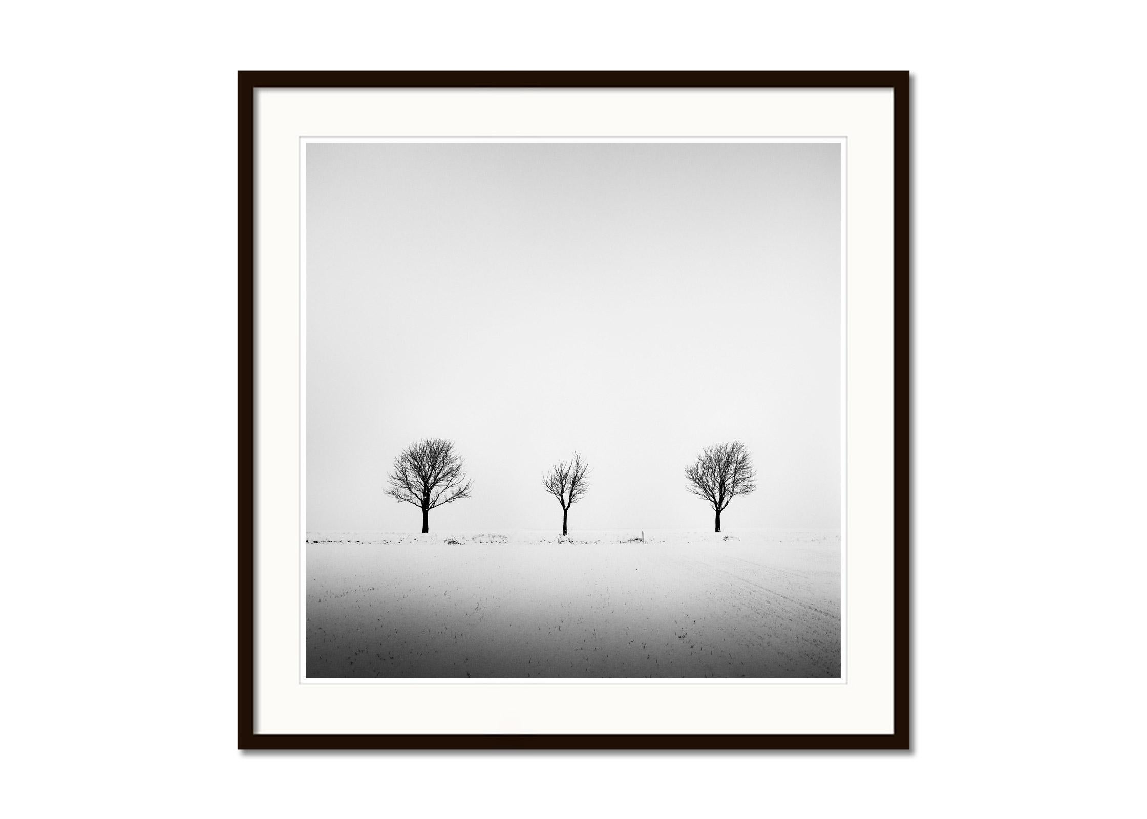 Arbres dans un champ enneigé, art minimal, photographie en noir et blanc, paysage - Gris Black and White Photograph par Gerald Berghammer