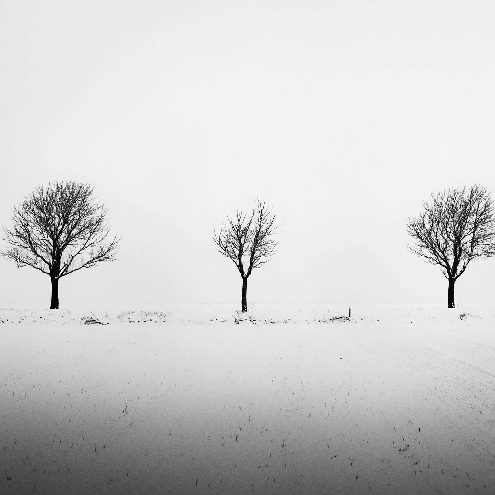 Arbres dans un champ enneigé, art minimal, photographie en noir et blanc, paysage en vente 3