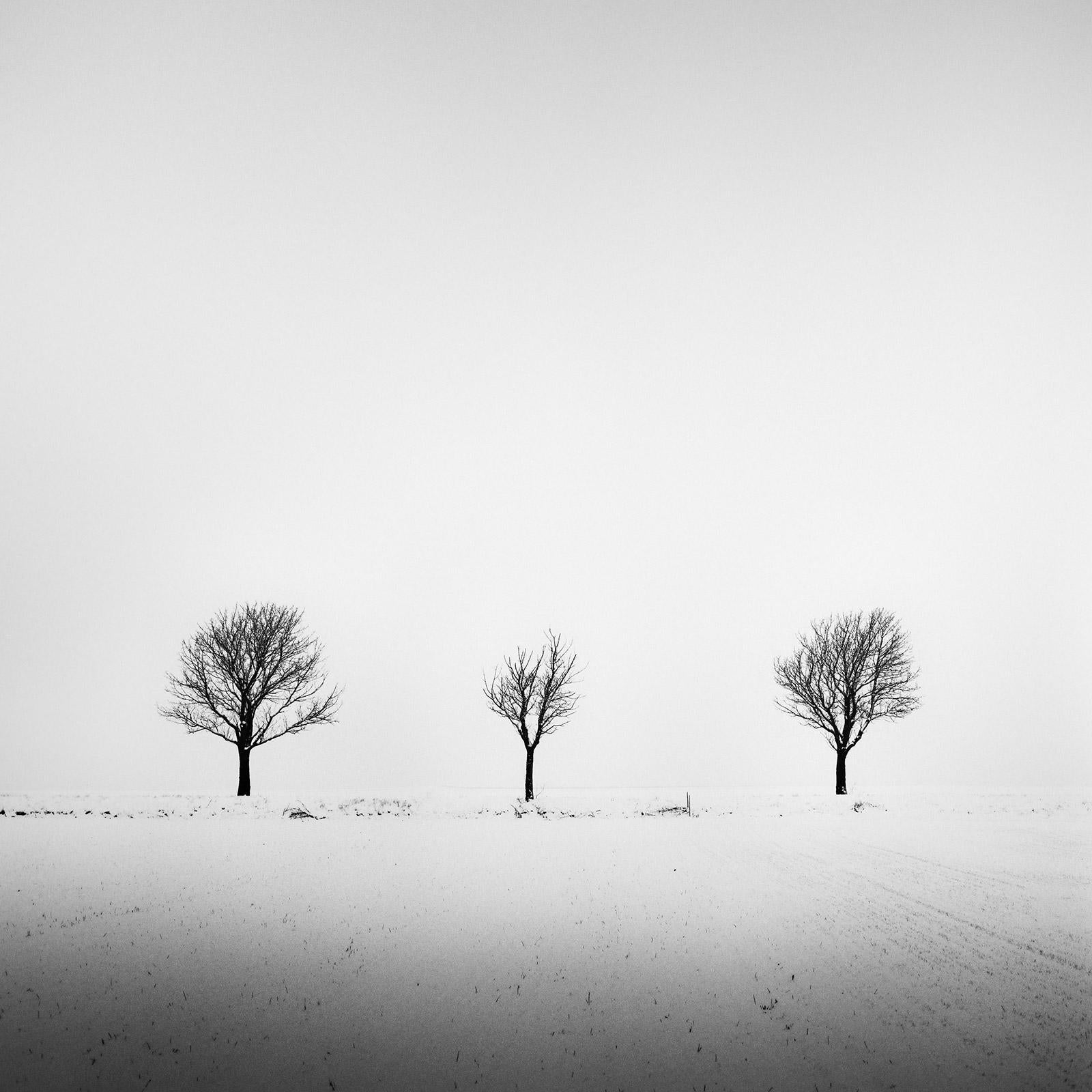 Black and White Photograph Gerald Berghammer - Arbres dans un champ enneigé, art minimal, photographie en noir et blanc, paysage