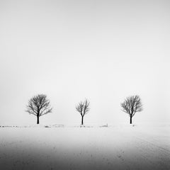 Arbres dans un champ enneigé, art minimal, photographie en noir et blanc, paysage