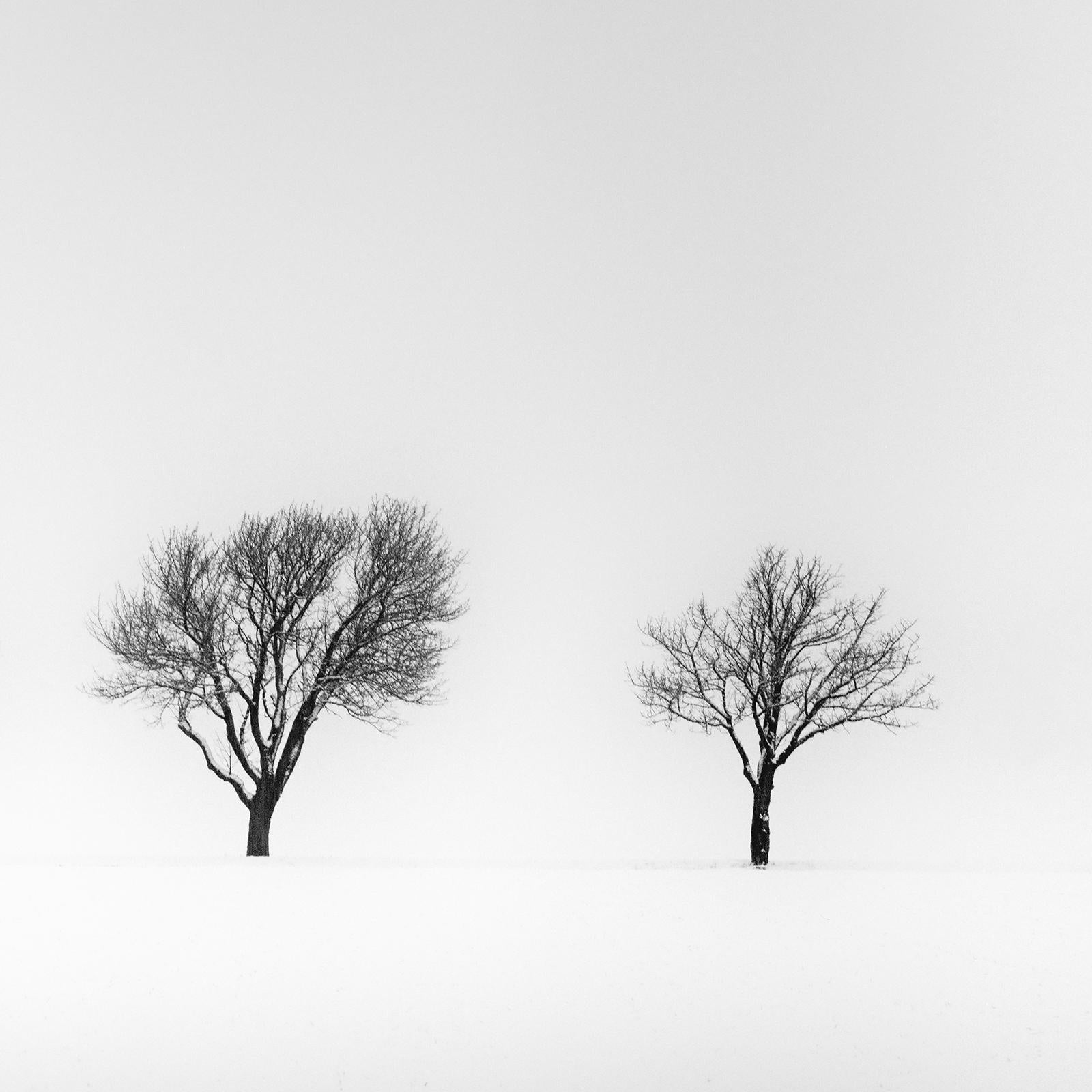 Arbres dans un champ enneigé, hiver, neige, photographie en noir et blanc, paysage en vente 5