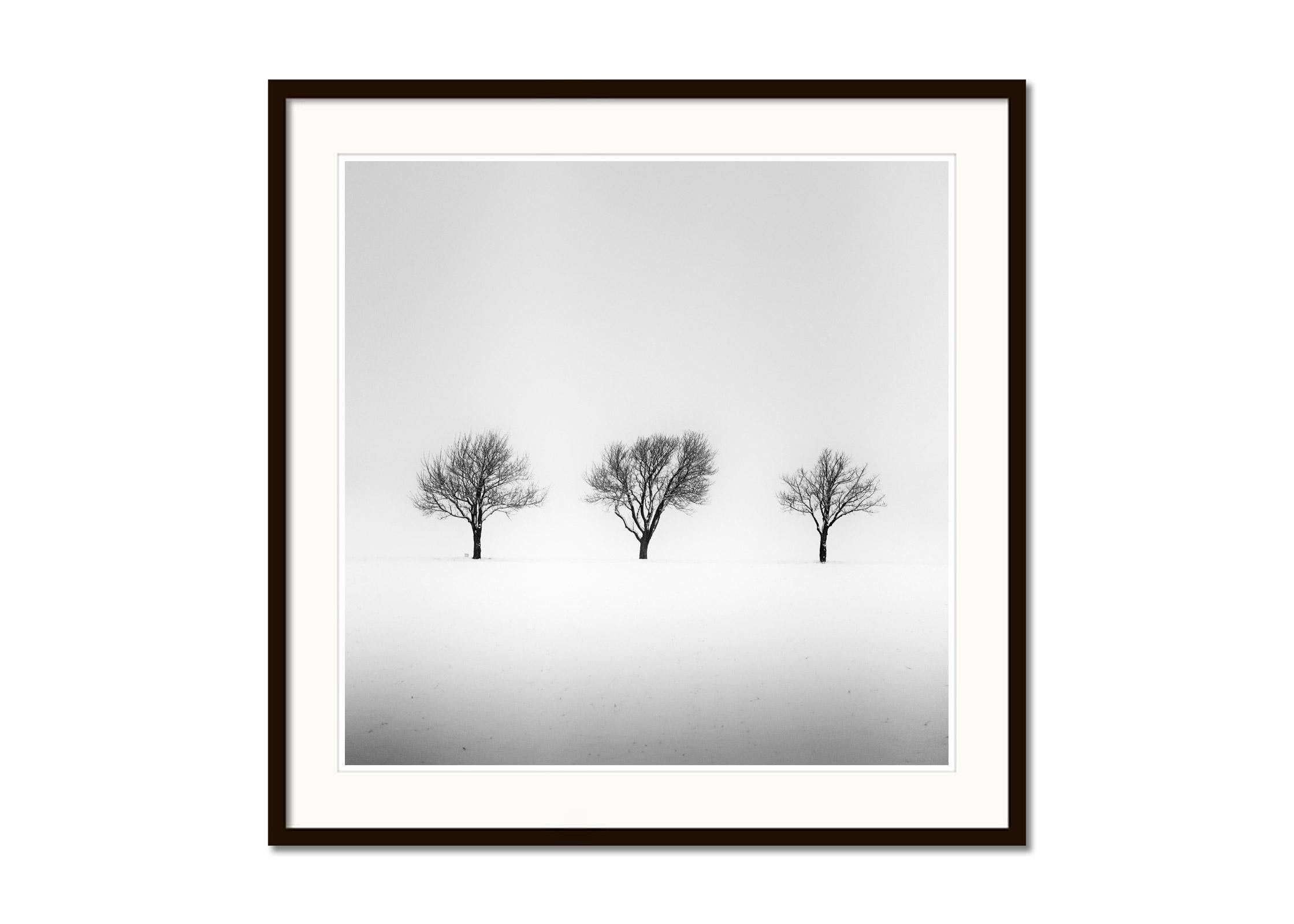 Arbres dans un champ enneigé, hiver, neige, photographie en noir et blanc, paysage - Gris Black and White Photograph par Gerald Berghammer