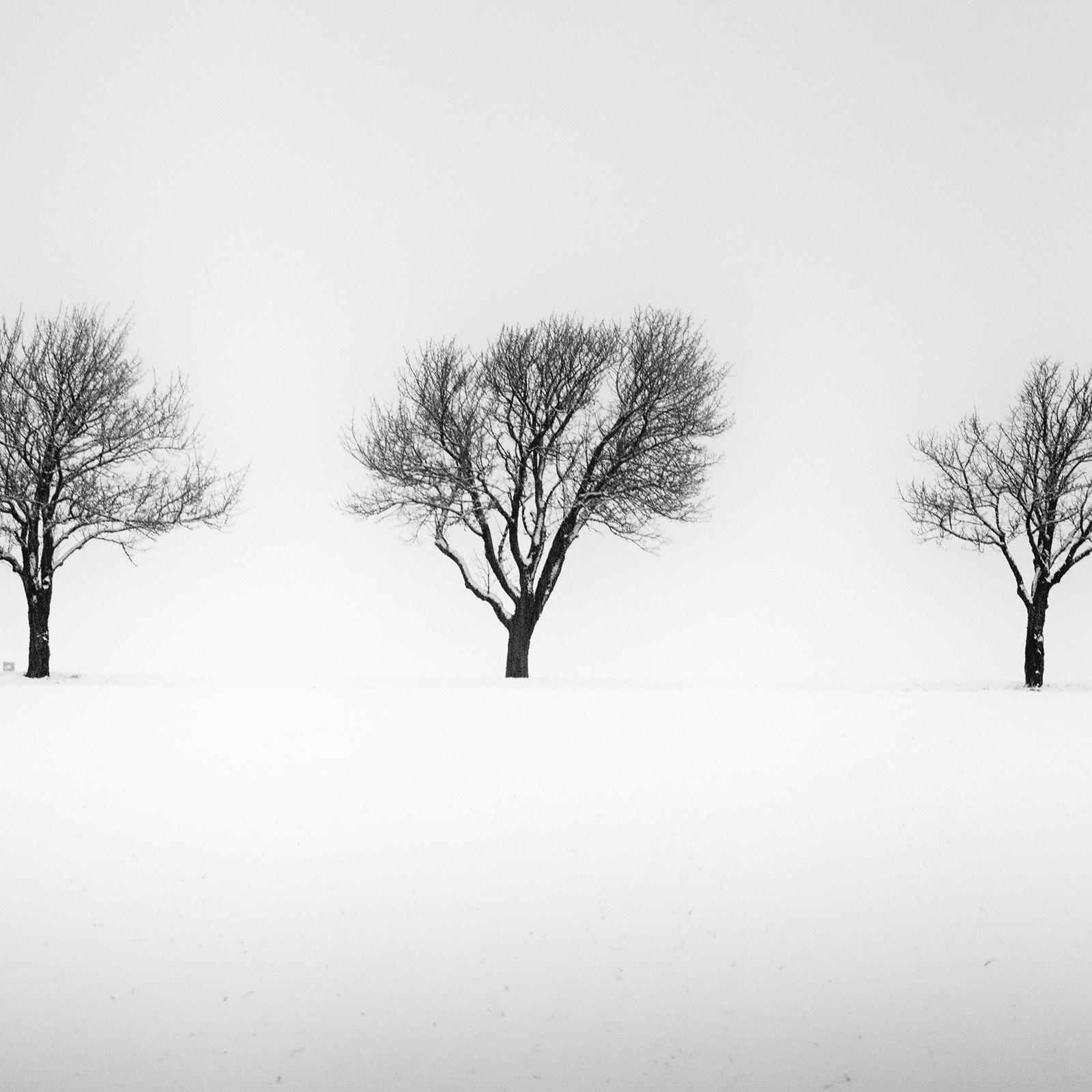Arbres dans un champ enneigé, hiver, neige, photographie en noir et blanc, paysage en vente 3