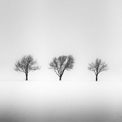 Arbres dans un champ enneigé, hiver, neige, photographie en noir et blanc, paysage