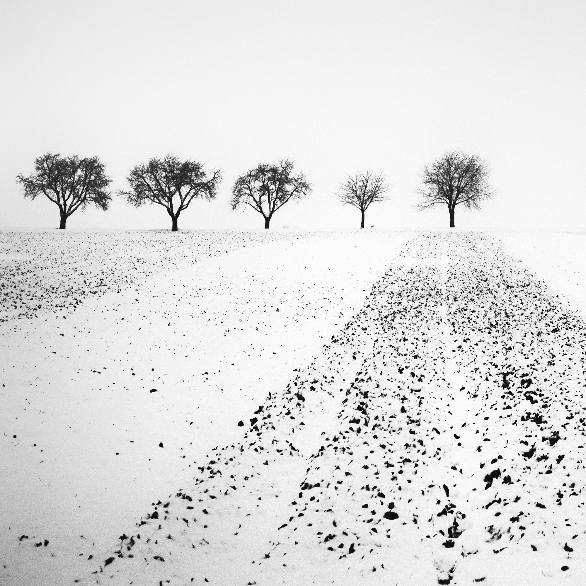 Trees in snowy Field Winterland black and white landscape photograph For Sale 5