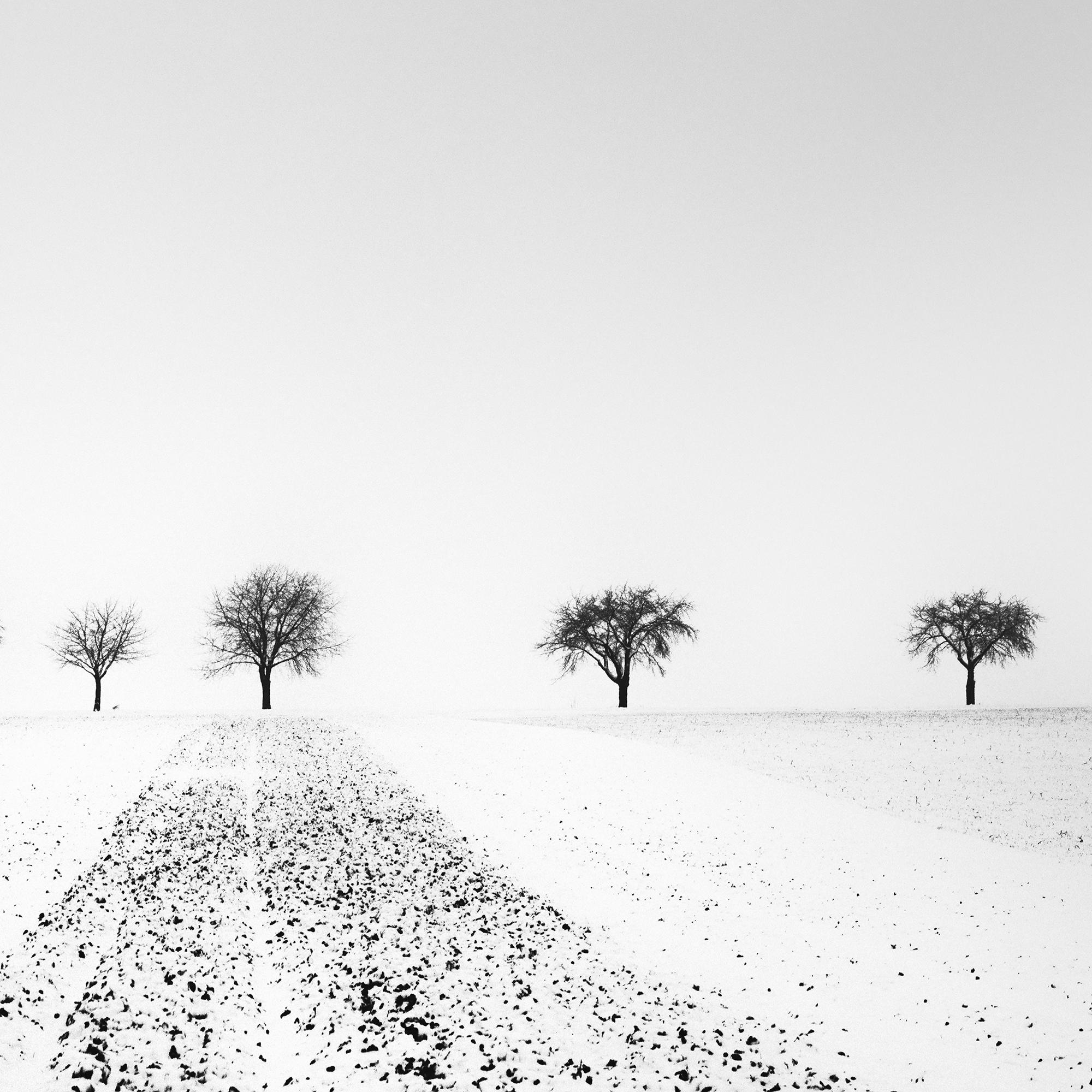 Trees in snowy Field Winterland black and white landscape photograph For Sale 6