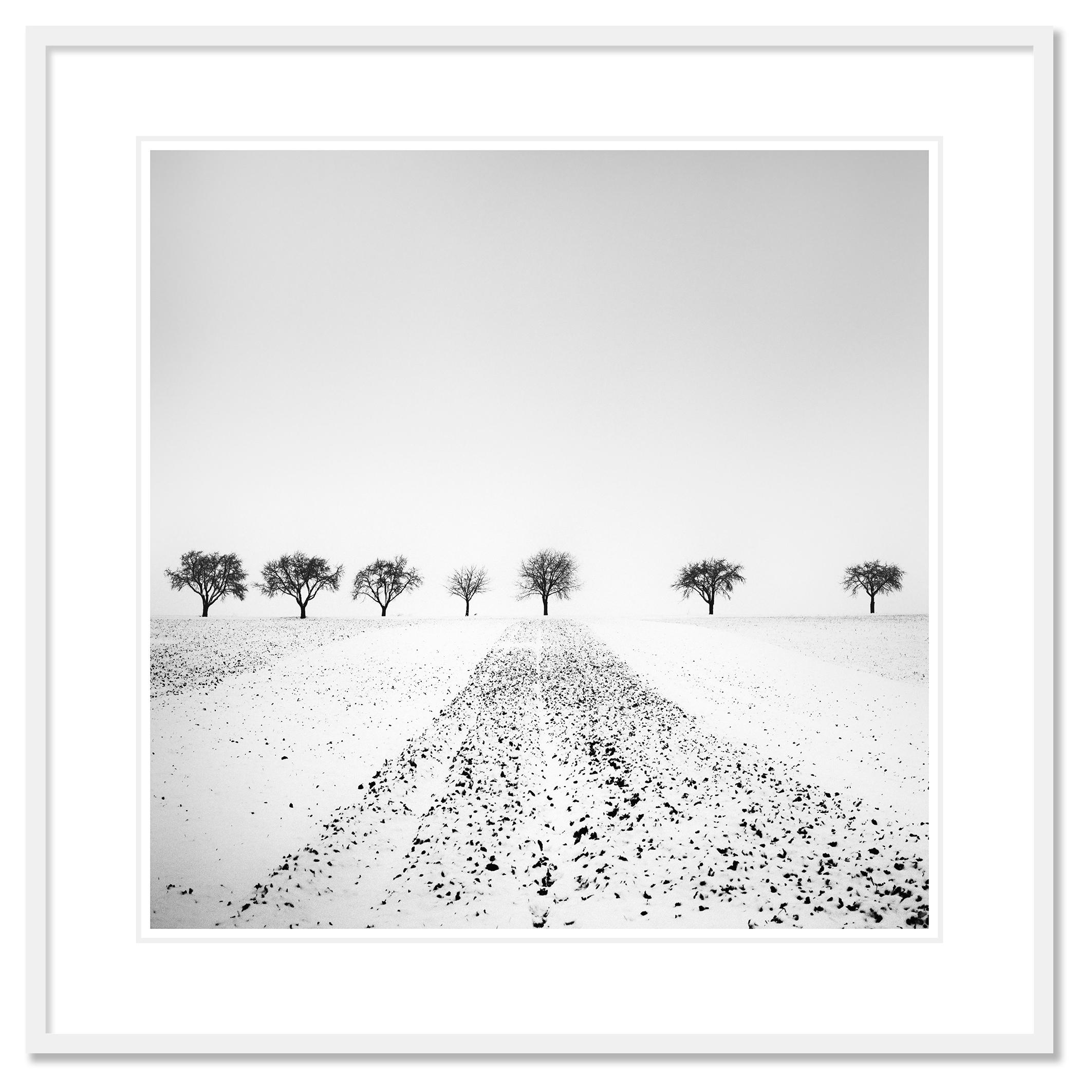 Trees in snowy Field Winterland black and white landscape photograph For Sale 1