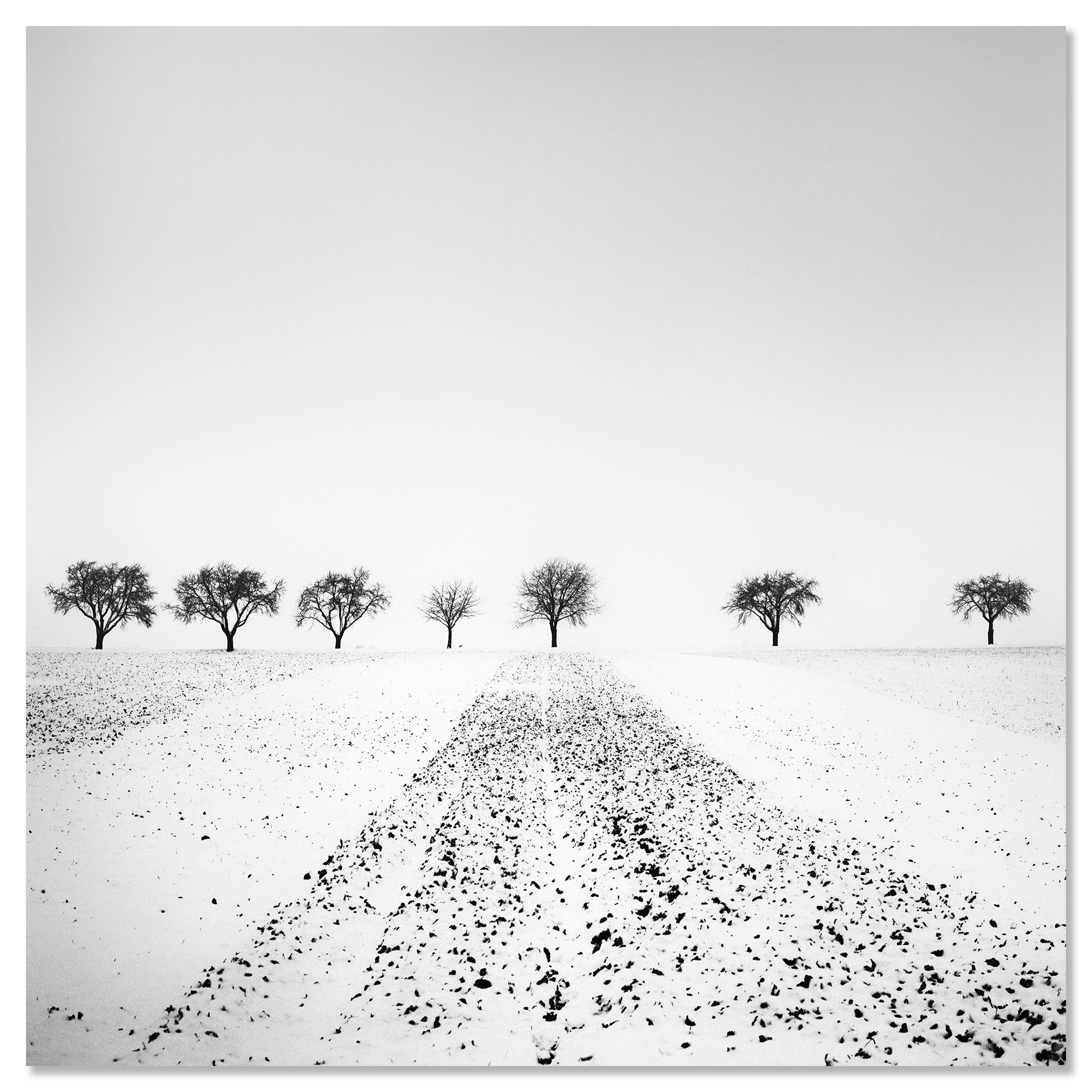 Trees in snowy Field Winterland black and white landscape photograph For Sale 3