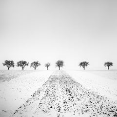Trees in snowy Field, Winterland, Schwarz-Weiß, Landschaftsfotografie, Druck