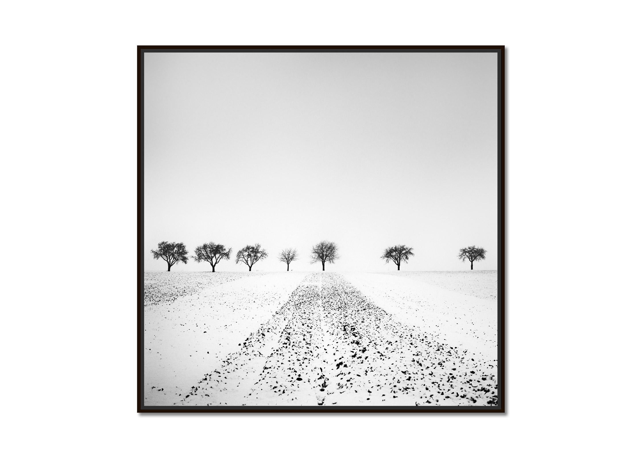 Trees in snowy Field, Winterland, black and white, landscape photography, print - Photograph by Gerald Berghammer