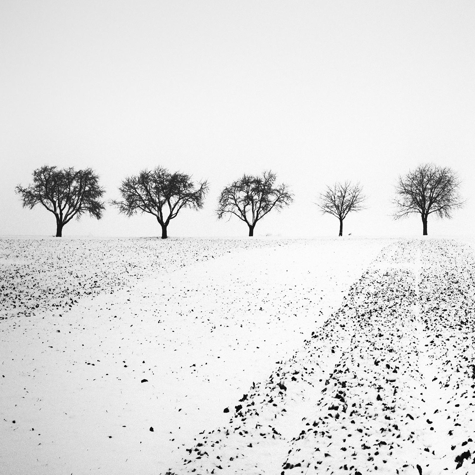 Trees in snowy Field, Winterland, black and white, landscape photography, print For Sale 3