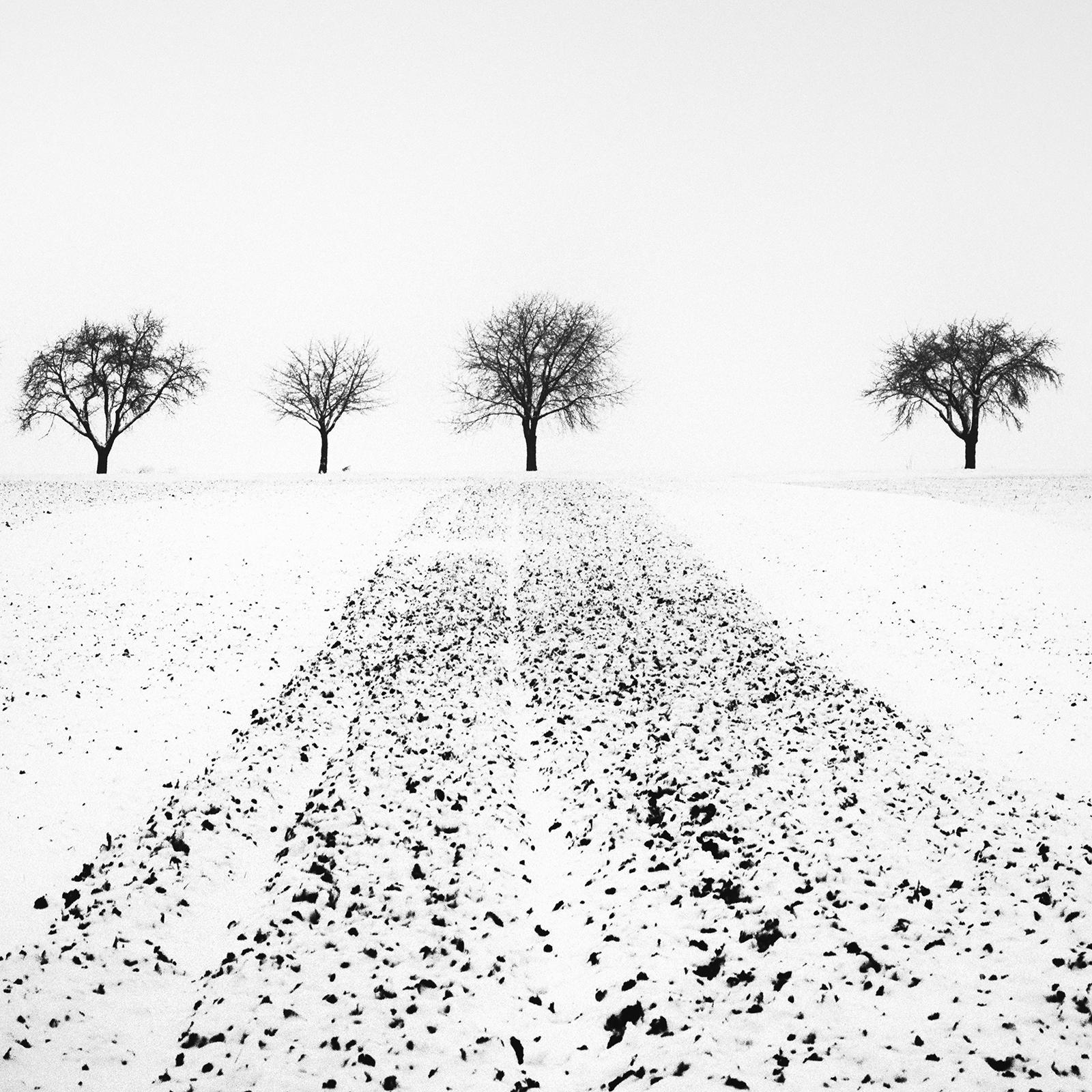 Trees in snowy Field, Winterland, black and white, landscape photography, print For Sale 4