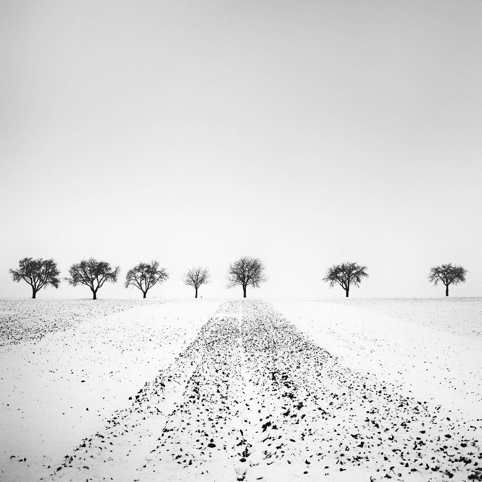 Gerald Berghammer Landscape Photograph - Trees in snowy Field, Winterland, black and white, landscape photography, print