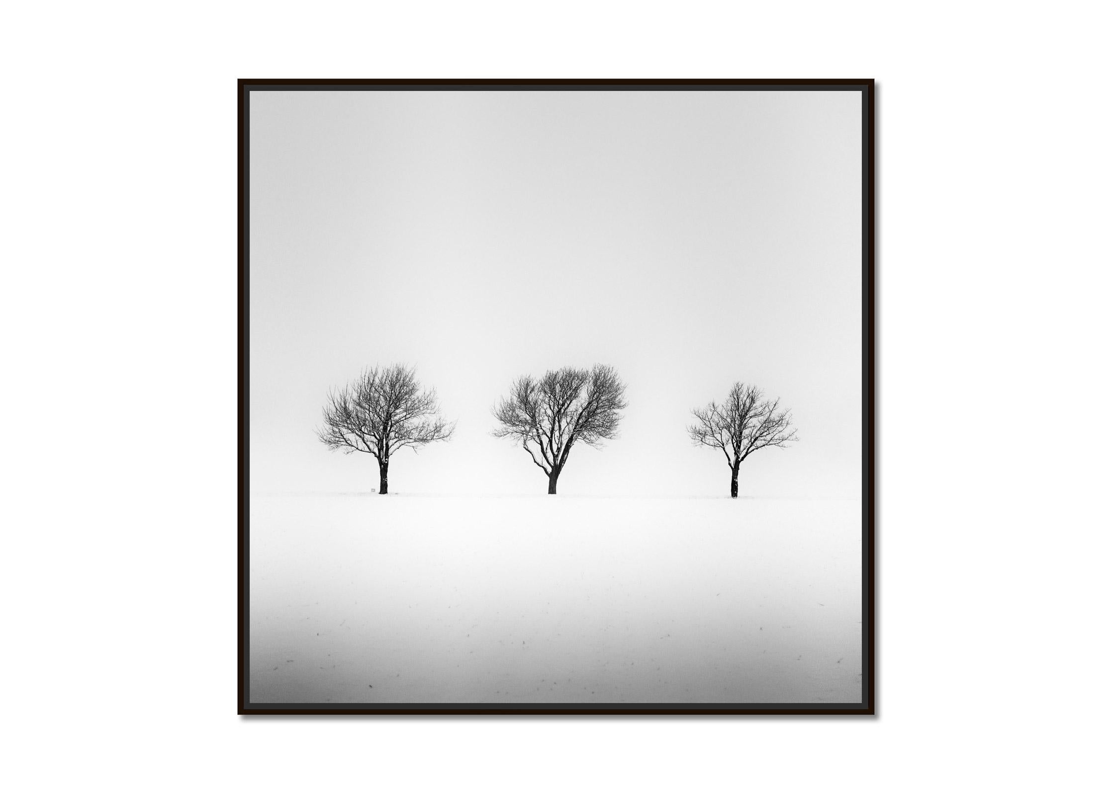 Trees in snowy Field, winterland, black and white photography, art, landscape - Photograph by Gerald Berghammer
