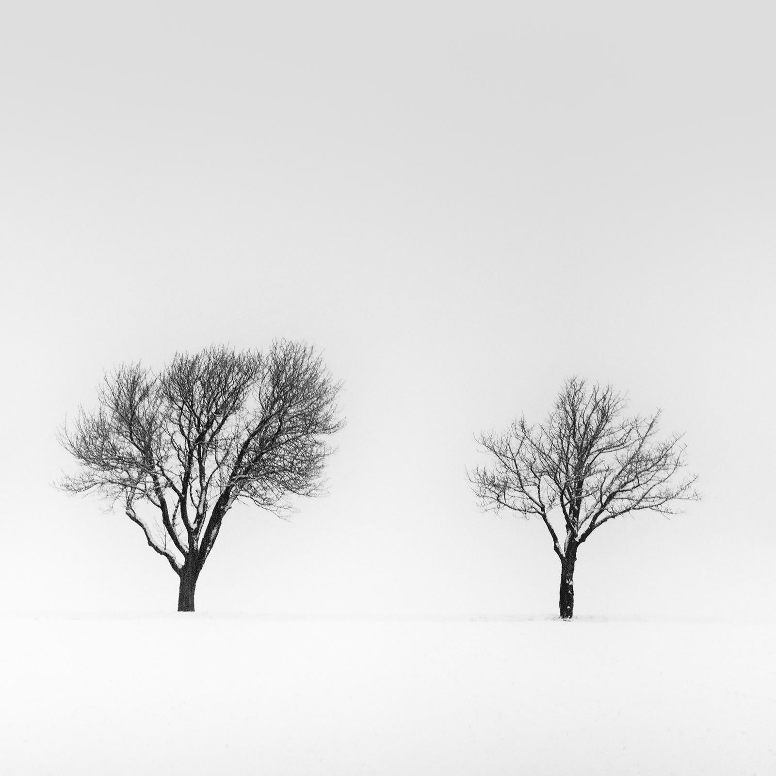 Árboles en el campo nevado, winterland, fotografía en blanco y negro, arte, paisaje en venta 4