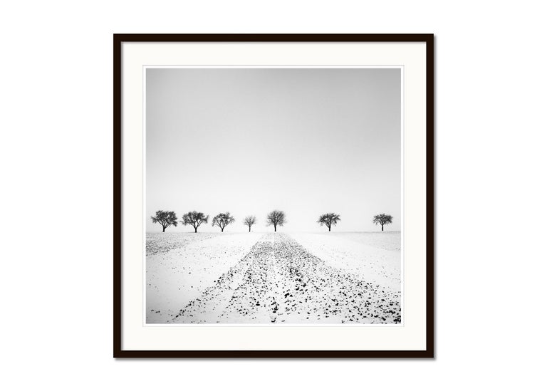 Gerald Berghammer - Trees in snowy Field, Winterland, black and white