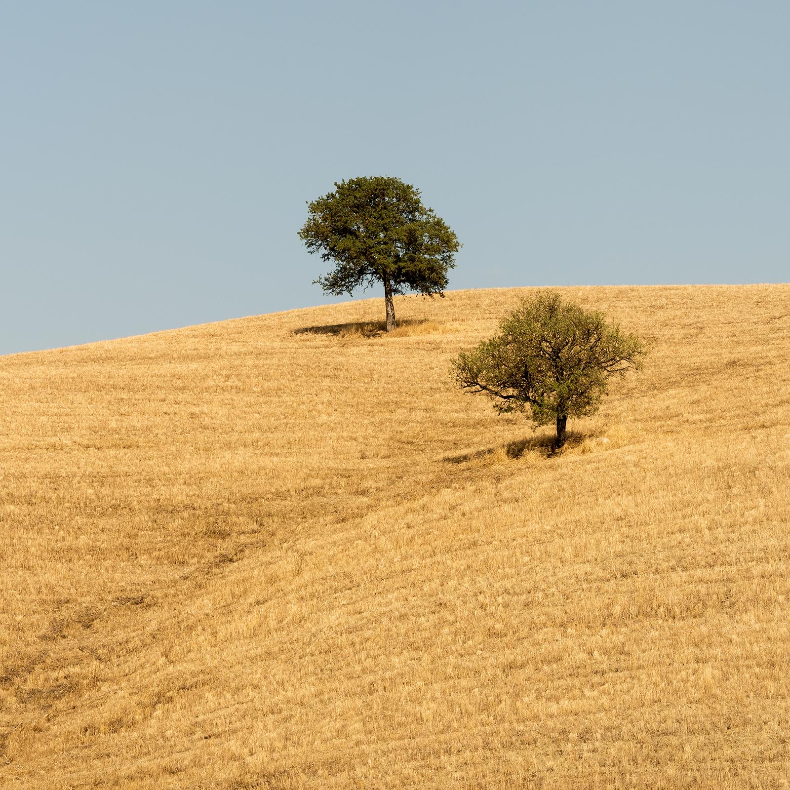 Trees in the Golden Field, USA, Fotografie in limitierter Auflage von Gerald Berghammer im Angebot 9