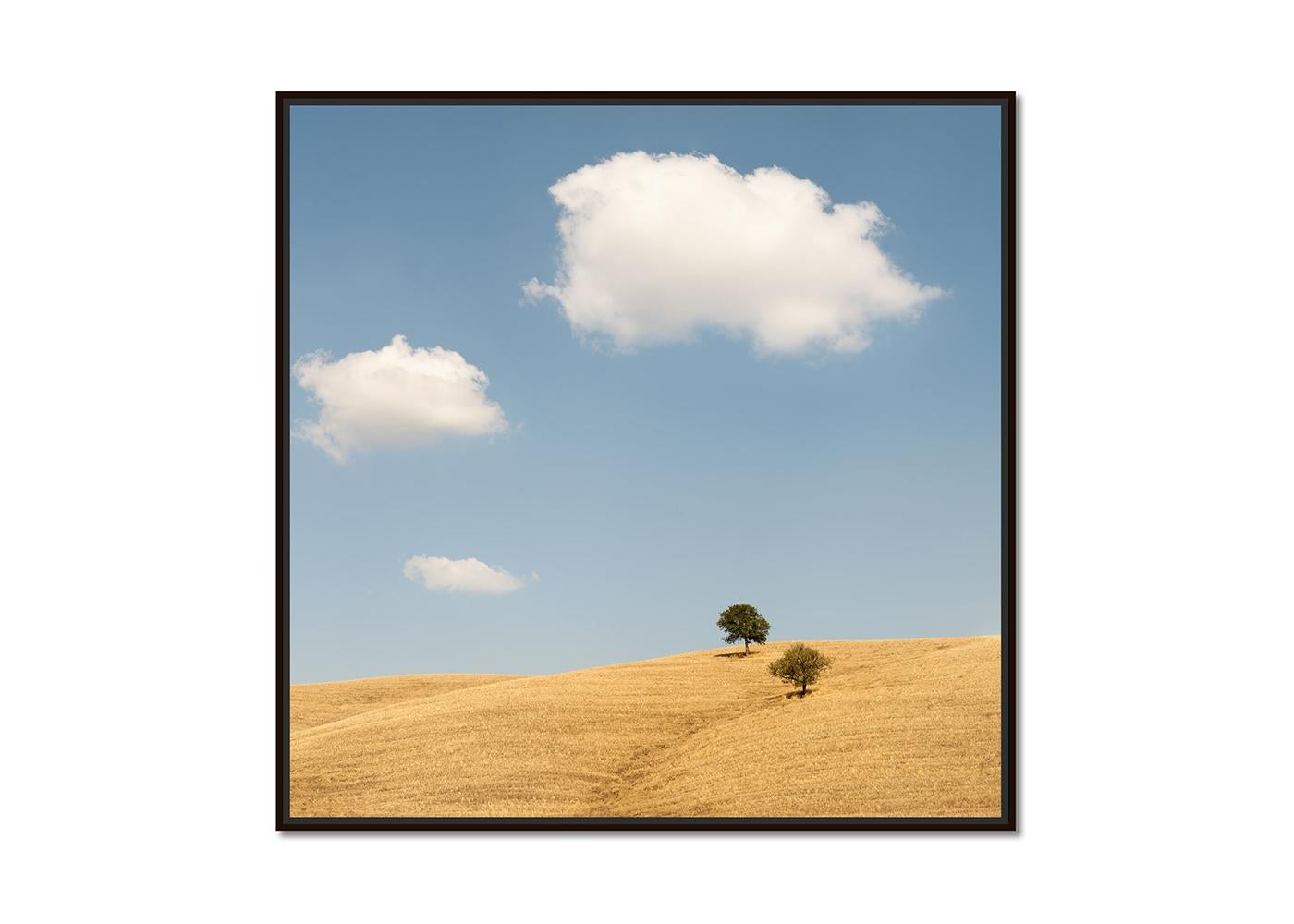 Trees in the Golden Field, USA, Fotografie in limitierter Auflage von Gerald Berghammer im Angebot 1
