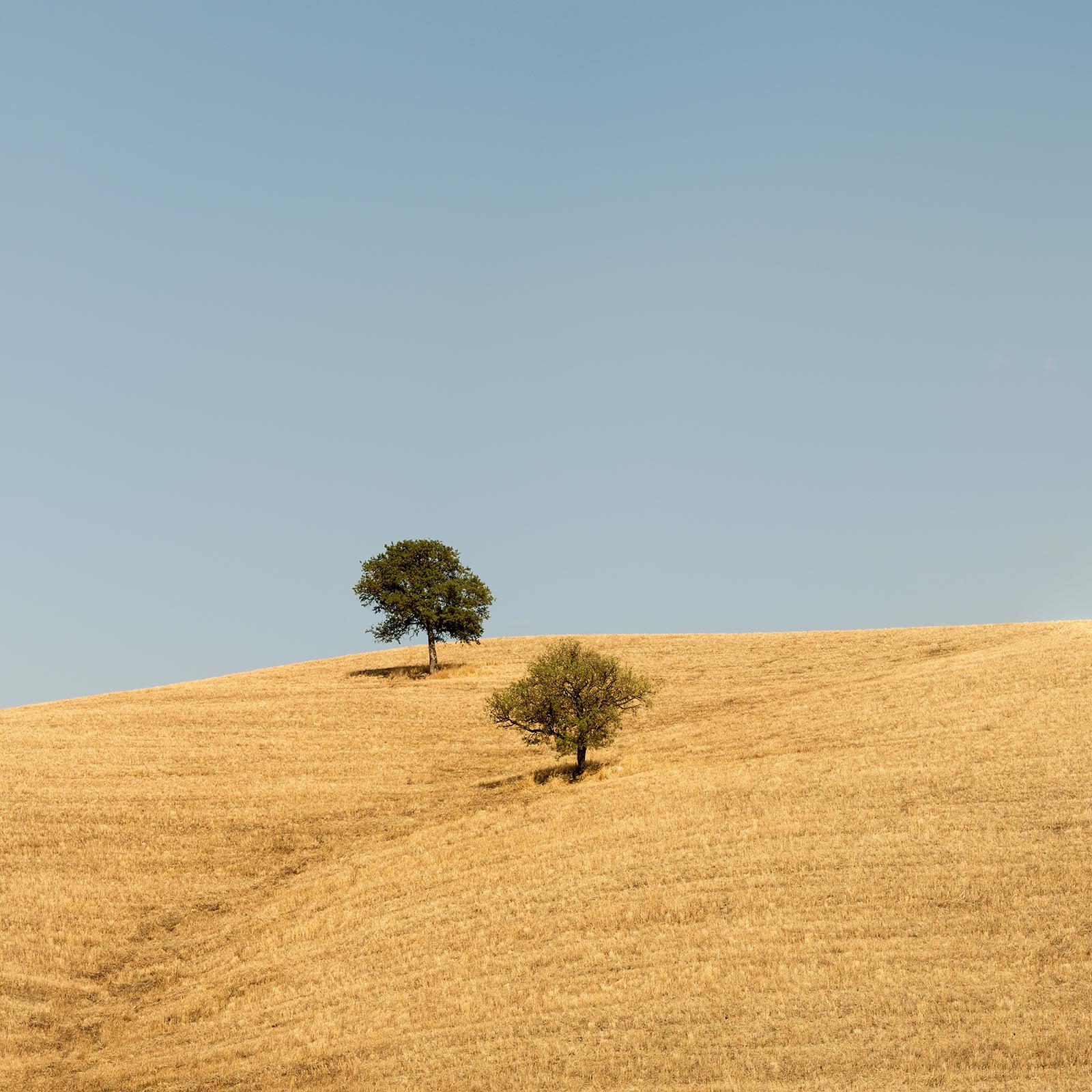 Trees in the Golden Field, USA, Fotografie in limitierter Auflage von Gerald Berghammer im Angebot 7