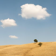 Trees in the Golden Field, USA, Fotografie in limitierter Auflage von Gerald Berghammer