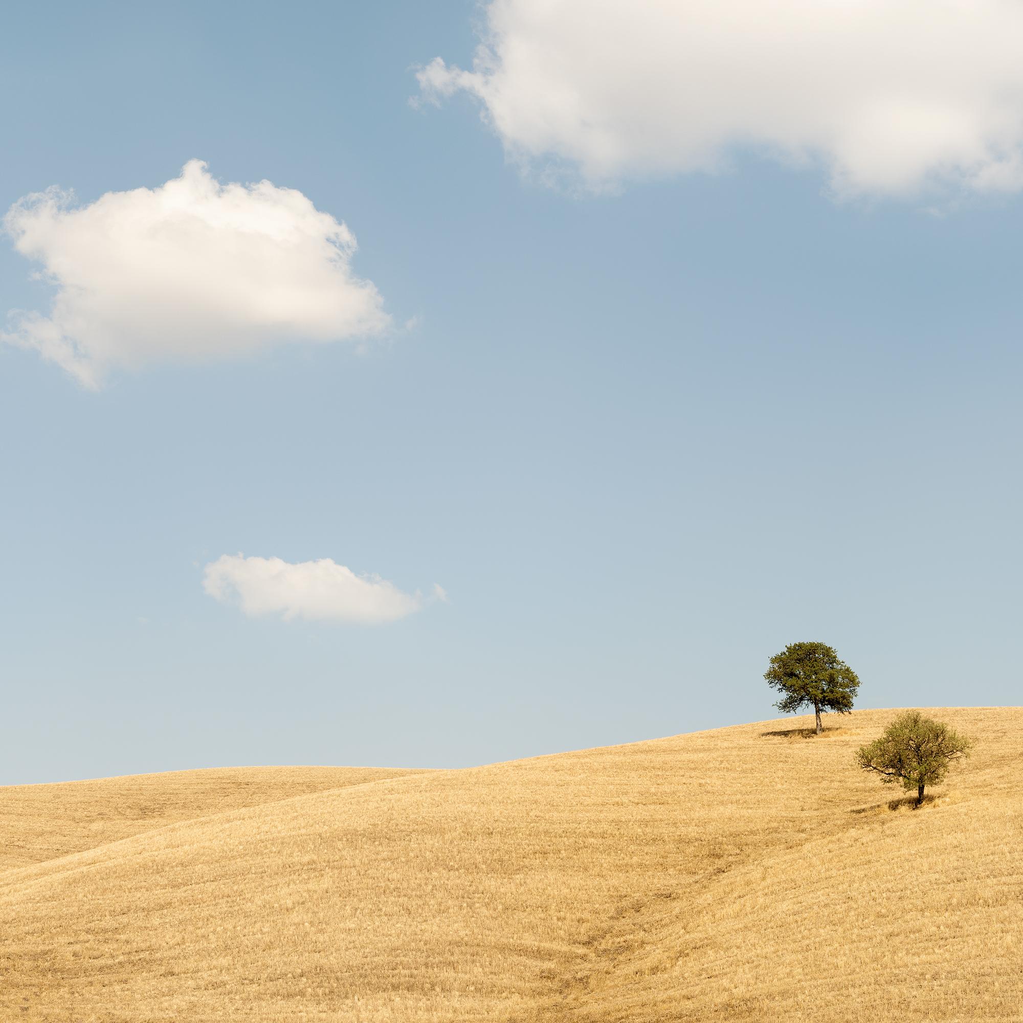 Trees in the Golden Field, États-Unis, photographie en édition limitée de Gerald Berghammer en vente 9