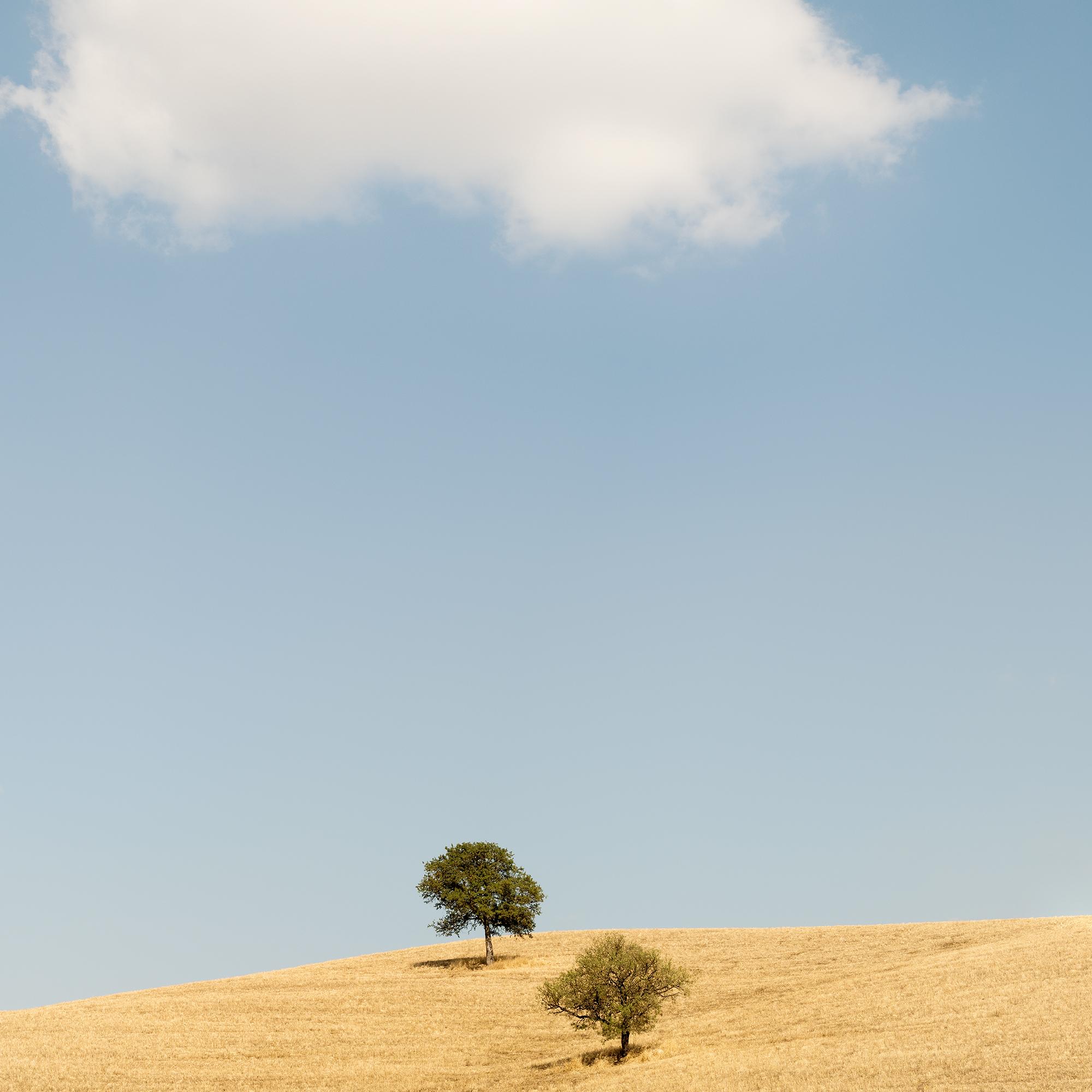 Trees in the Golden Field, États-Unis, photographie en édition limitée de Gerald Berghammer en vente 10