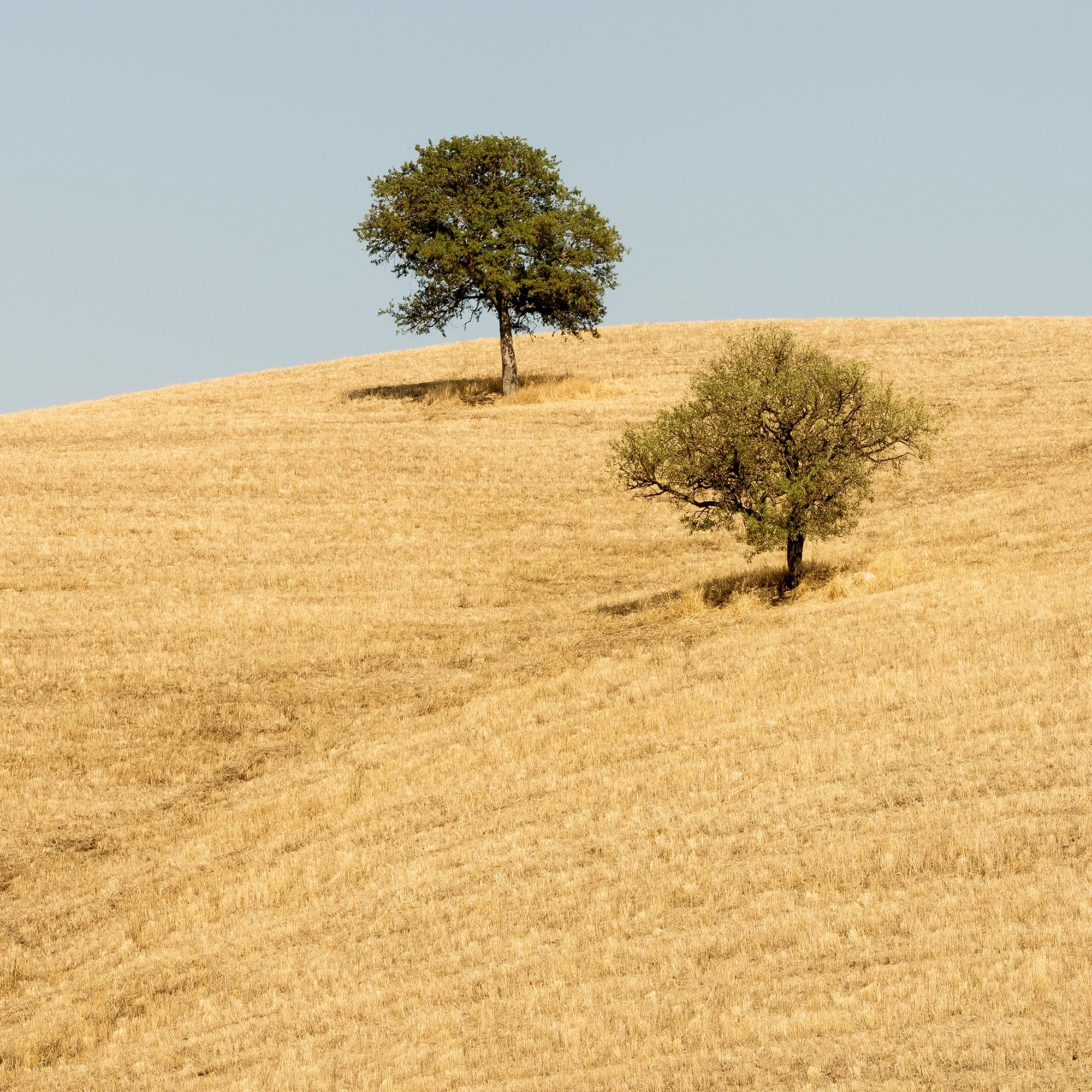 Trees in the Golden Field, États-Unis, photographie en édition limitée de Gerald Berghammer en vente 11