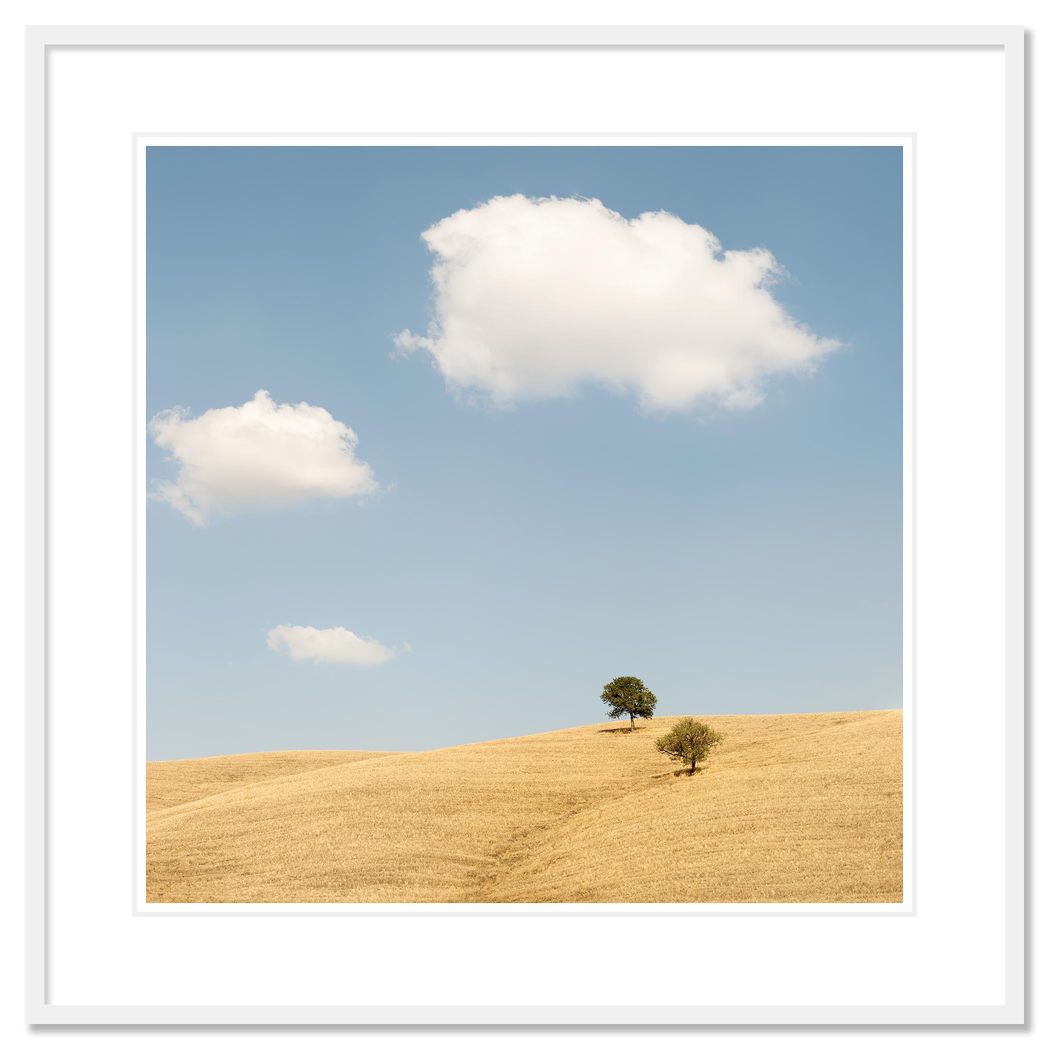 Trees in the Golden Field, États-Unis, photographie en édition limitée de Gerald Berghammer en vente 1