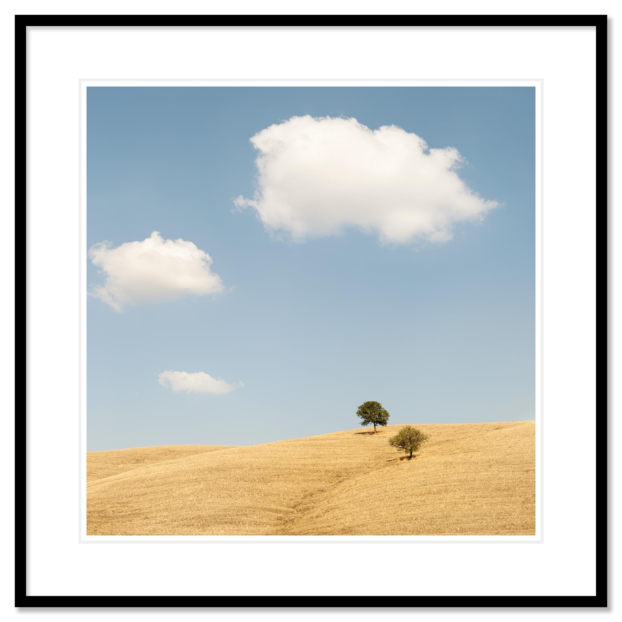 Trees in the Golden Field, États-Unis, photographie en édition limitée de Gerald Berghammer en vente 2