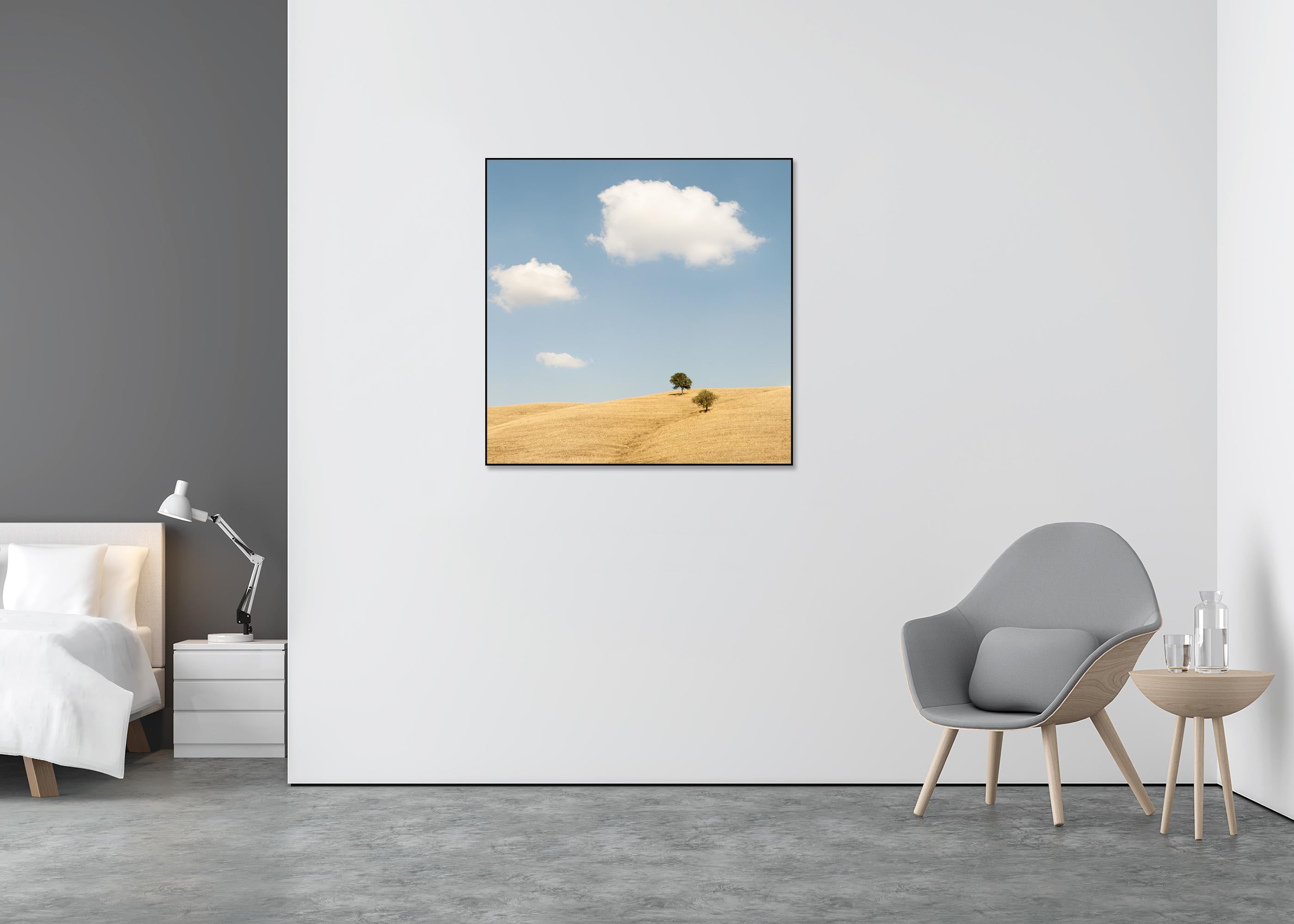 Trees in the Golden Field, États-Unis, photographie en édition limitée de Gerald Berghammer en vente 3