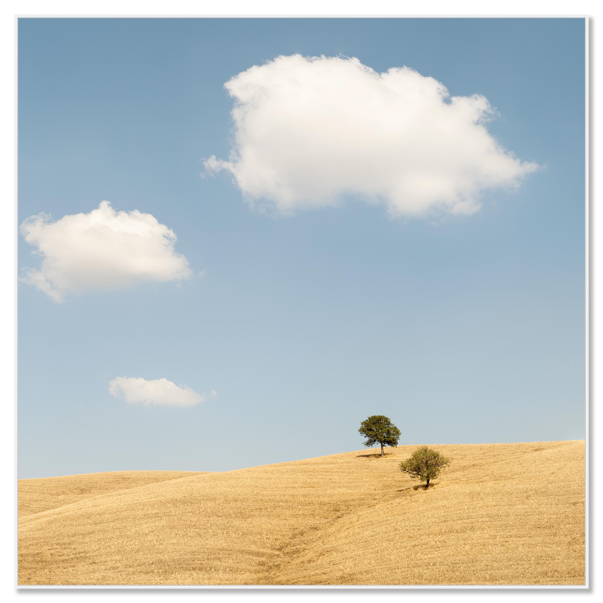Trees in the Golden Field, États-Unis, photographie en édition limitée de Gerald Berghammer en vente 4