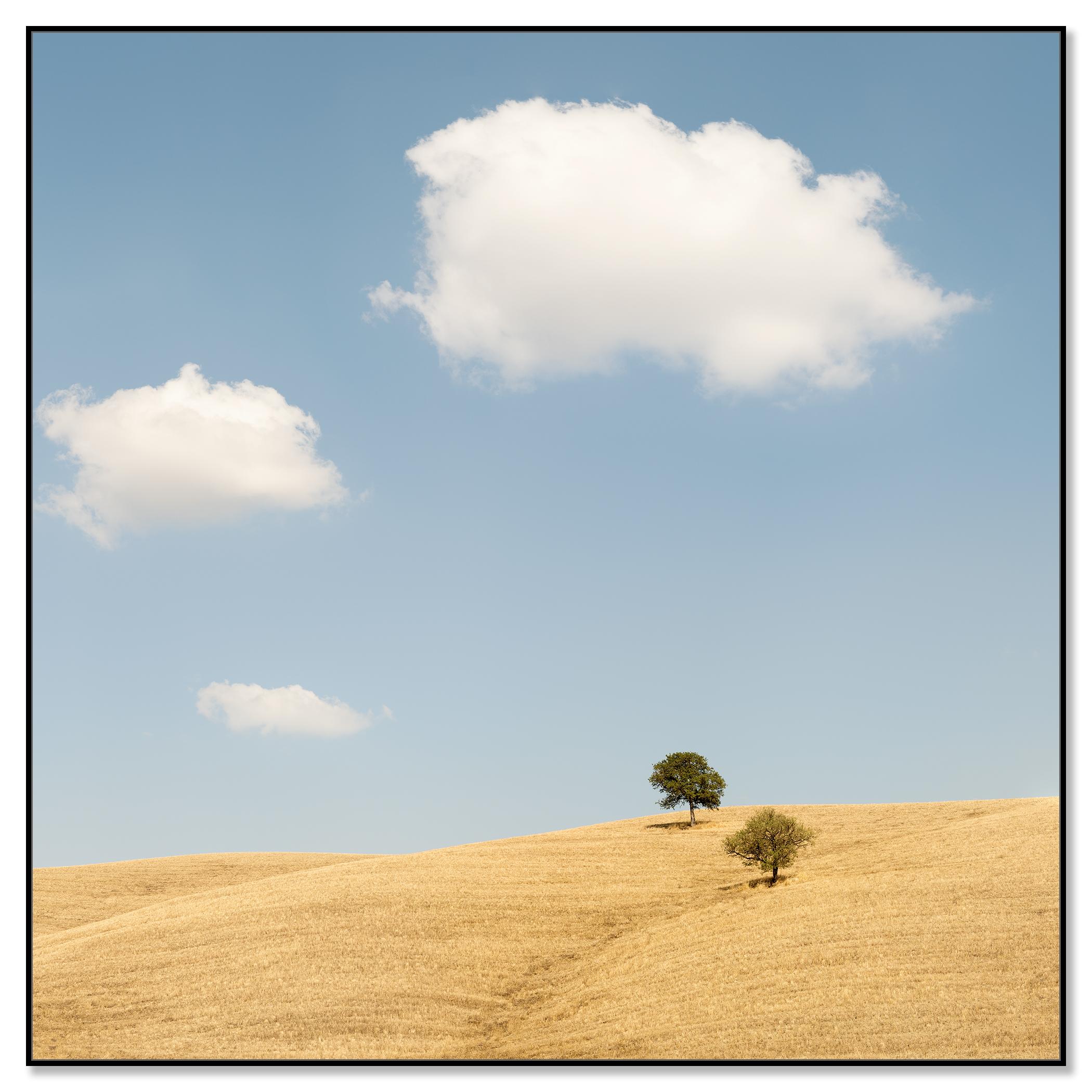 Trees in the Golden Field, États-Unis, photographie en édition limitée de Gerald Berghammer en vente 5
