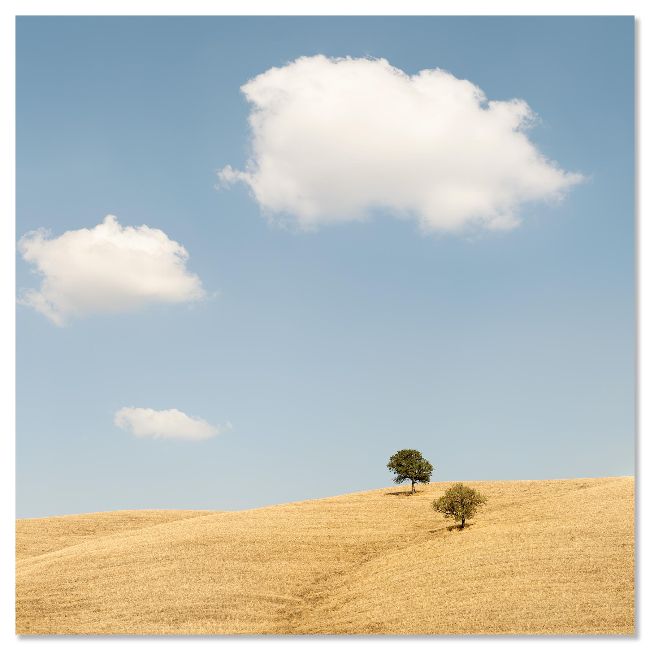 Trees in the Golden Field, États-Unis, photographie en édition limitée de Gerald Berghammer en vente 7