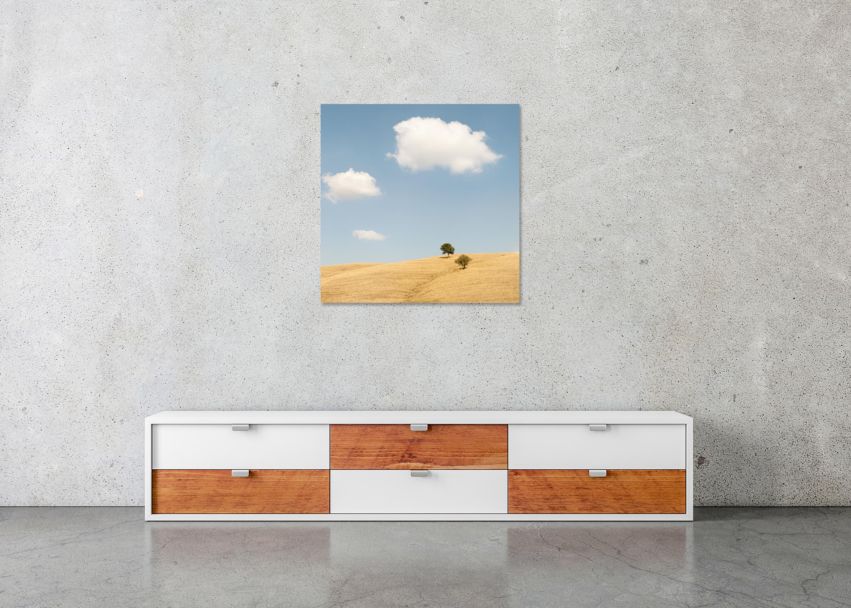 Trees in the Golden Field, États-Unis, photographie en édition limitée de Gerald Berghammer en vente 8