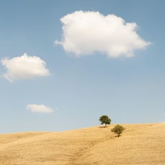 Trees in the Golden Field, États-Unis, photographie en édition limitée de Gerald Berghammer
