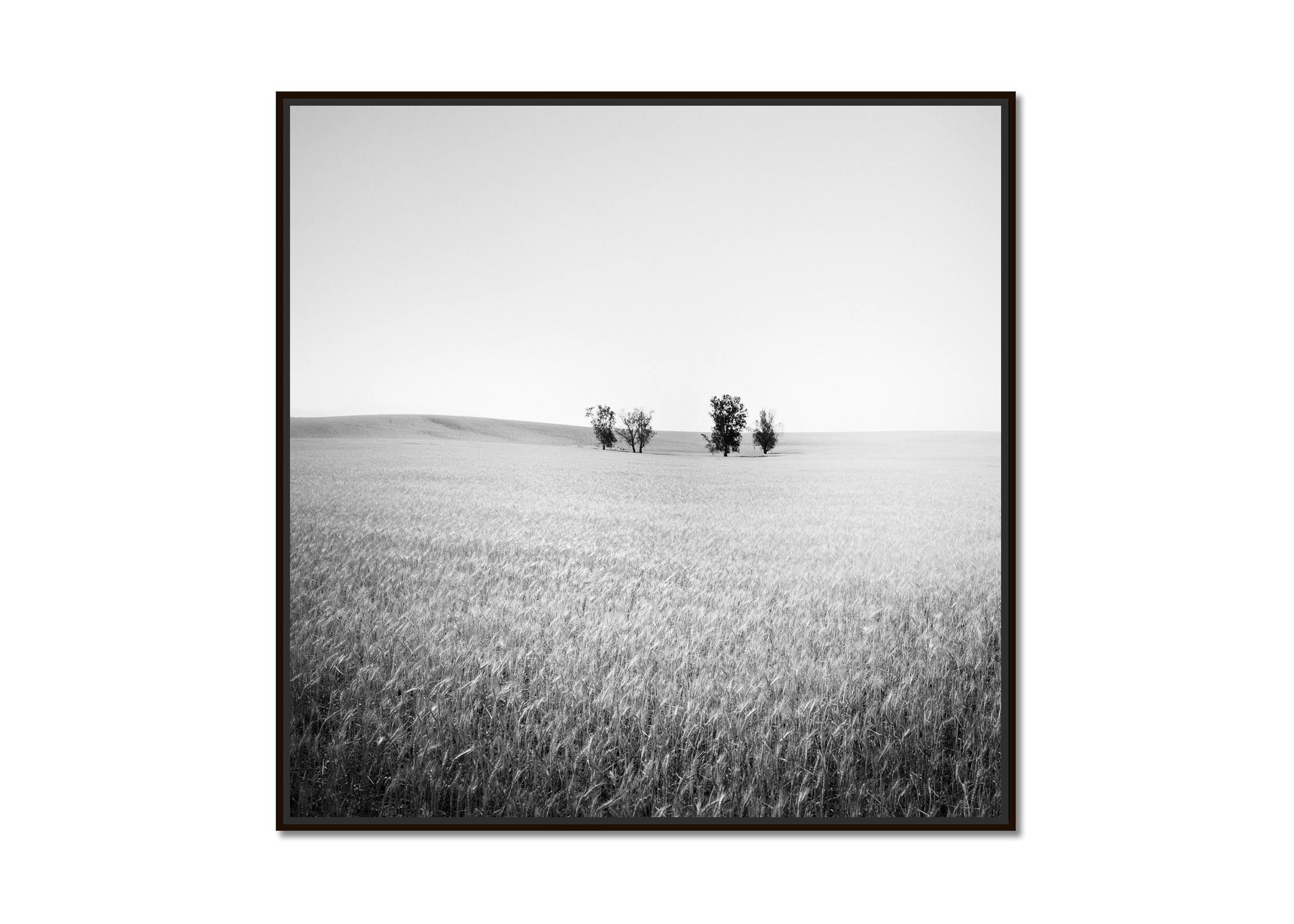 Bäume auf Weizen field, Kalifornien, USA, Schwarz-Weiß-Landschaftsfotografie – Photograph von Gerald Berghammer