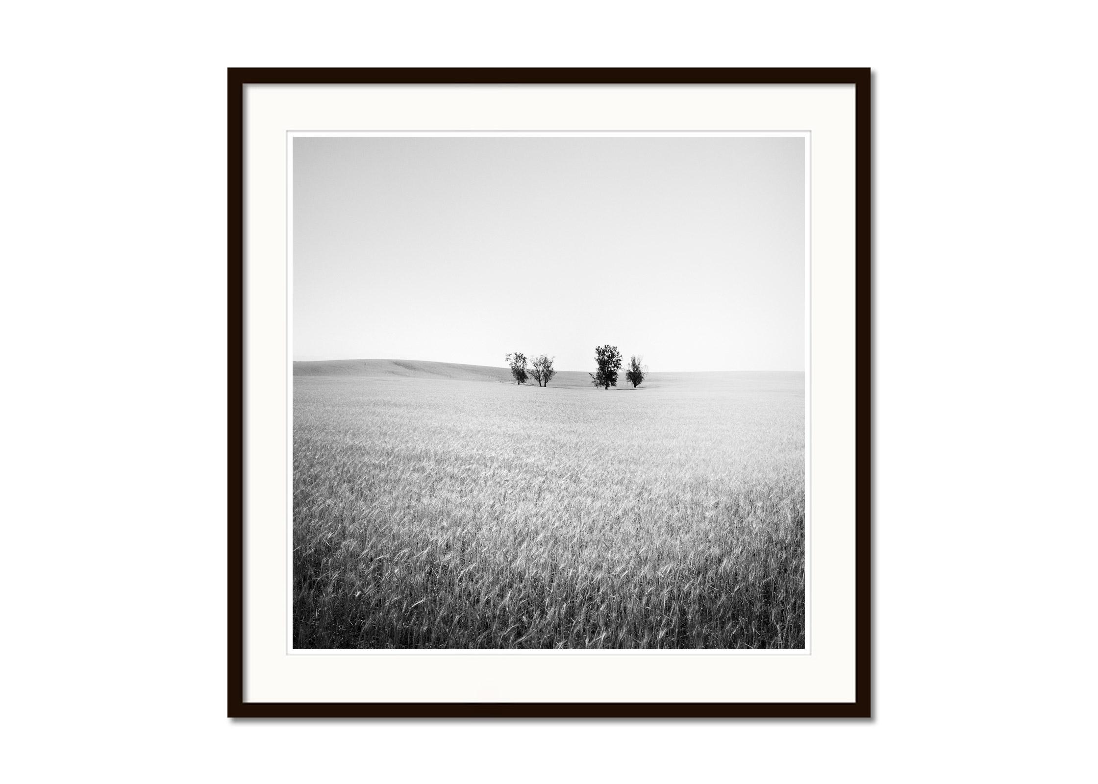 Trees in wheat field, California, USA, black and white art landscape photography - Gray Landscape Photograph by Gerald Berghammer