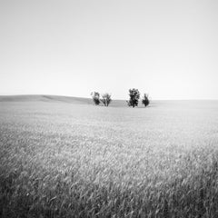 Trees in wheat field, California, USA, black and white art landscape photography