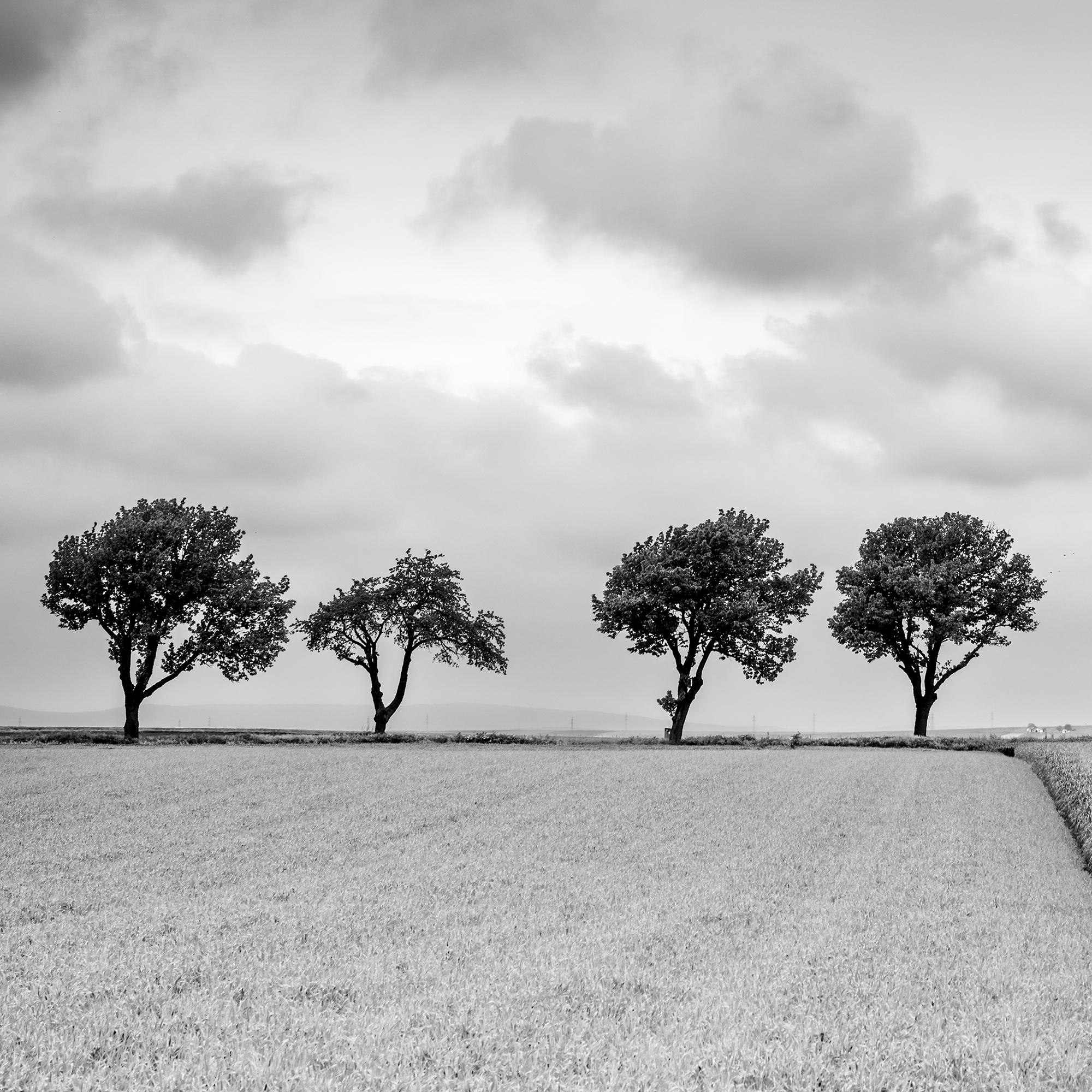 Trees on the Edge of Field - cloudy - black and white landscape photography For Sale 4