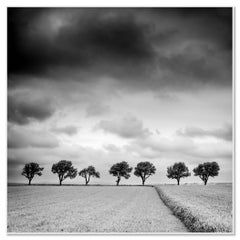 Trees on the Edge of Field - cloudy - black and white landscape photography