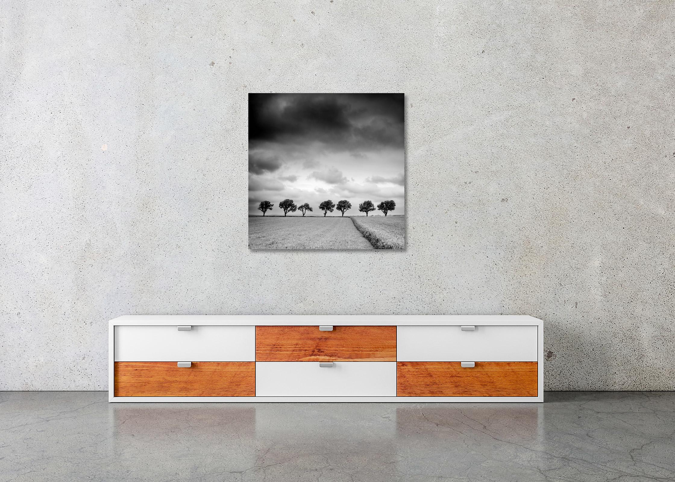 Trees on the edge of Field, cloudy, storm, black white art landscape photography For Sale 2