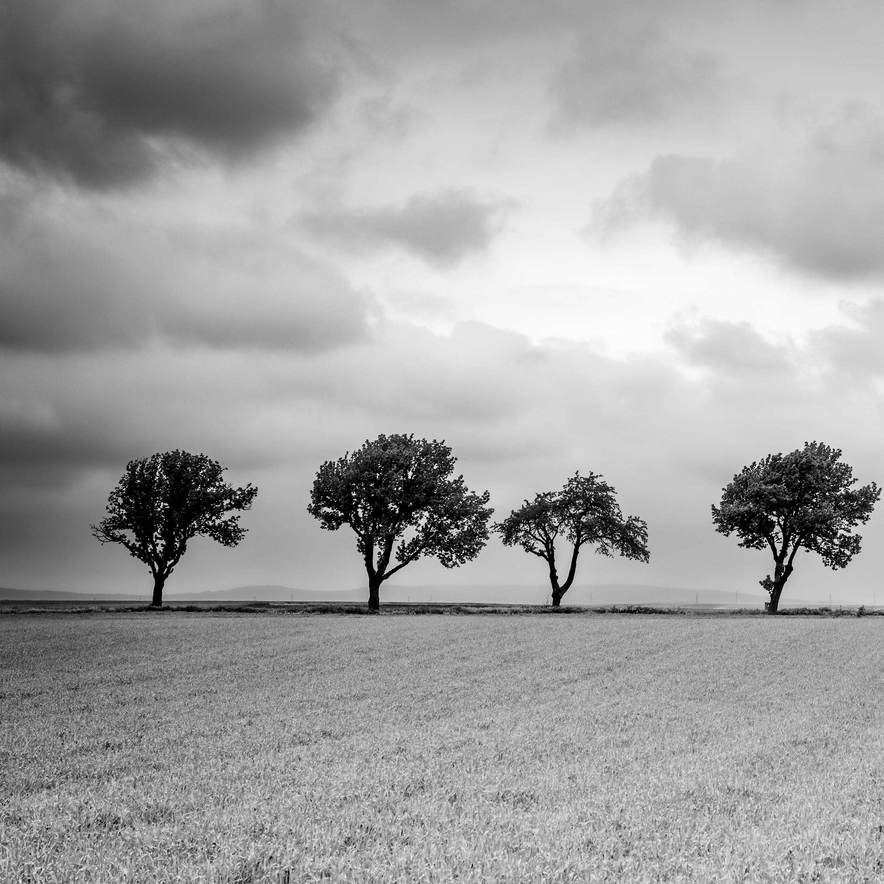 Trees on the edge of Field, cloudy, storm, black white art landscape photography For Sale 1