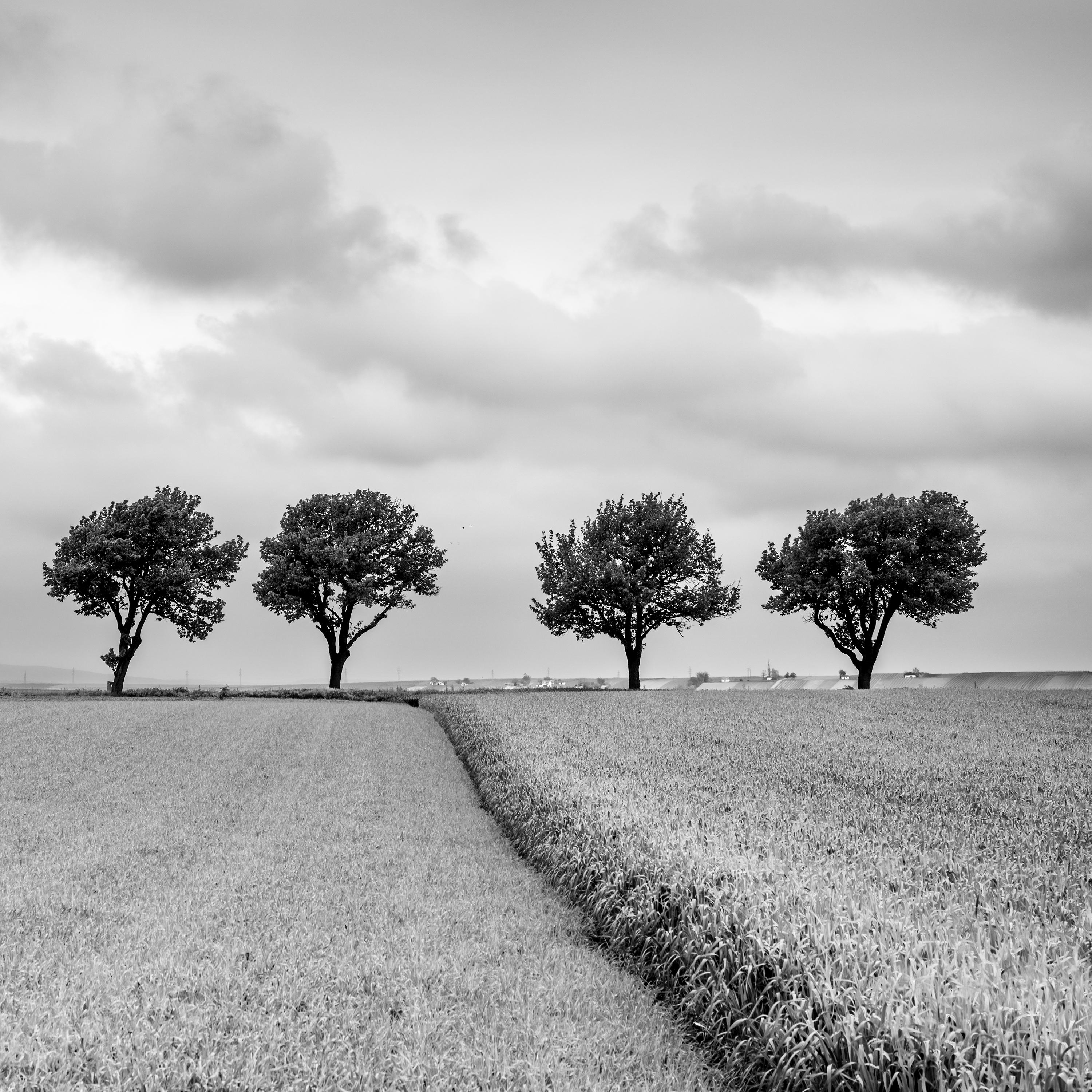 Trees on the edge of Field, cloudy, storm, black white art landscape photography For Sale 2