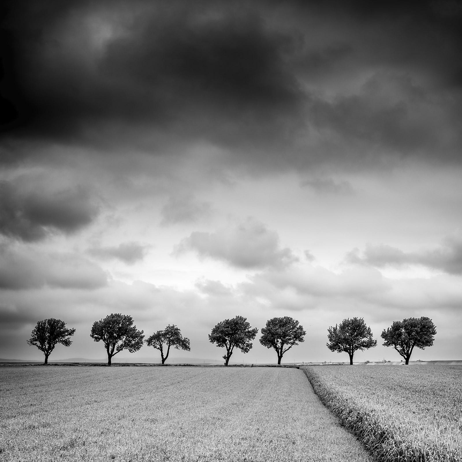 Gerald Berghammer Landscape Print – Bäume am Rande des Feldes, Wolken, Gewitter, Sturm, Schwarz-Weiß-Kunstlandschaftsfotografie